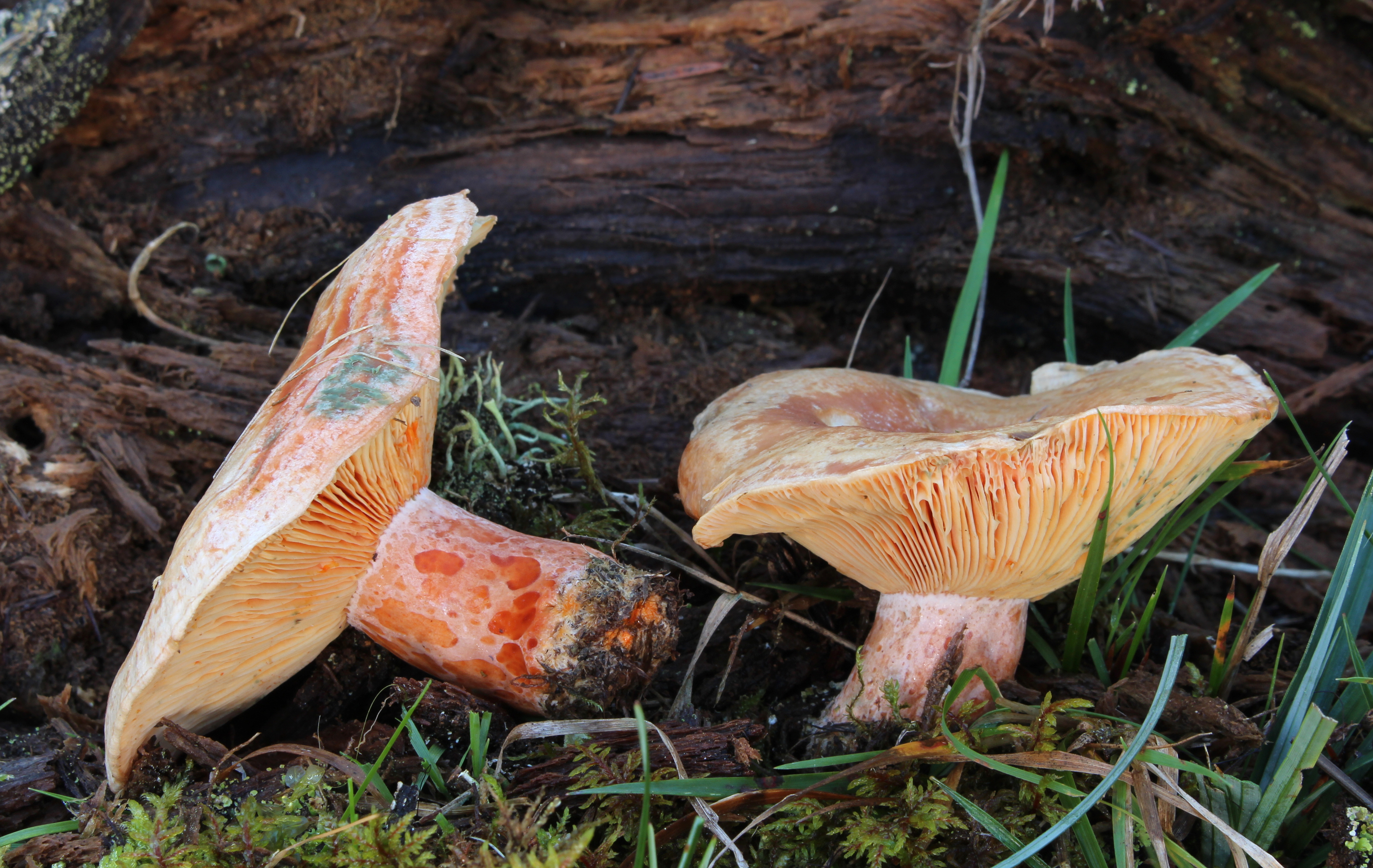 Echte Reizker Lactarius deliciosus