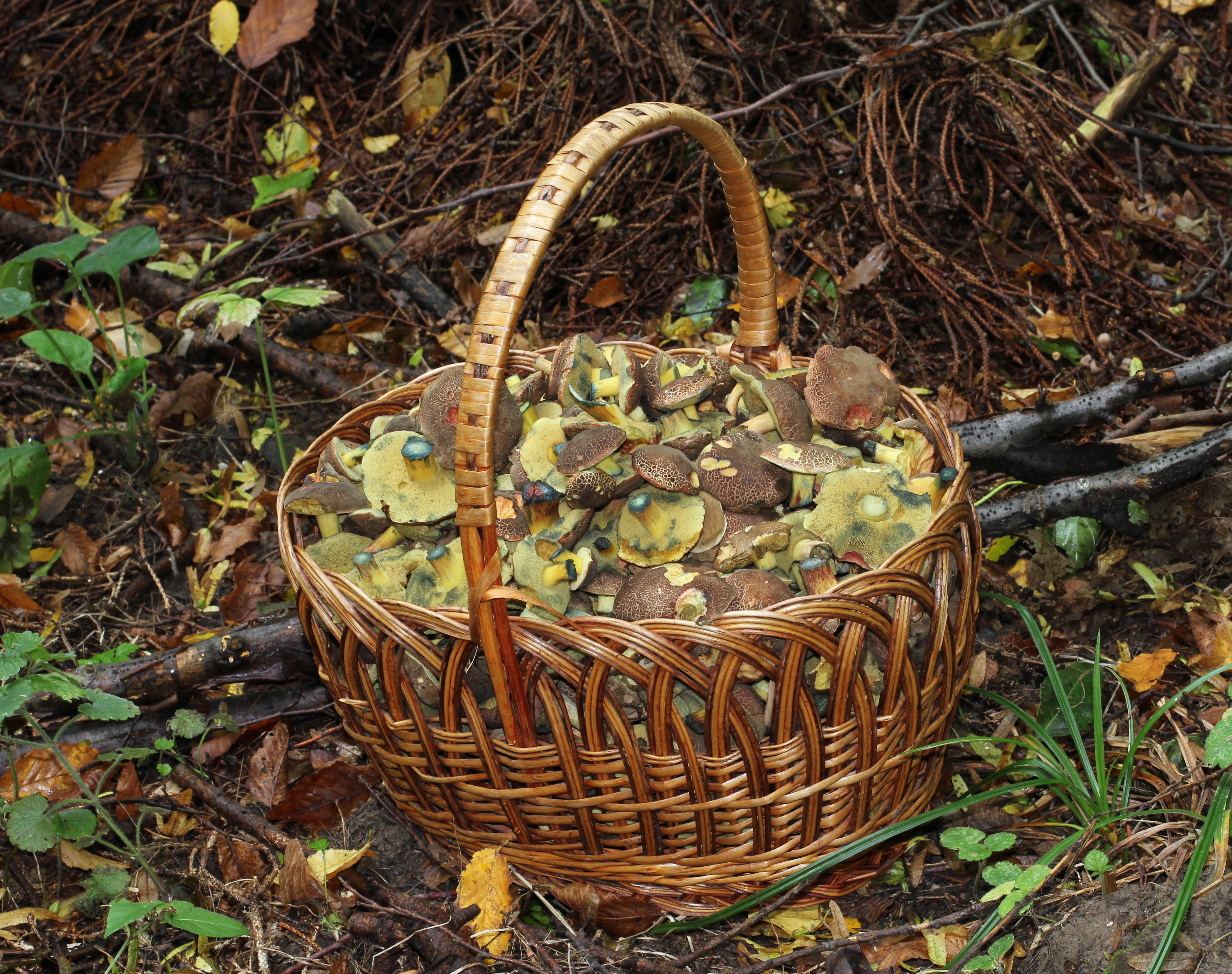 Edible fungi in basket 2013 G1