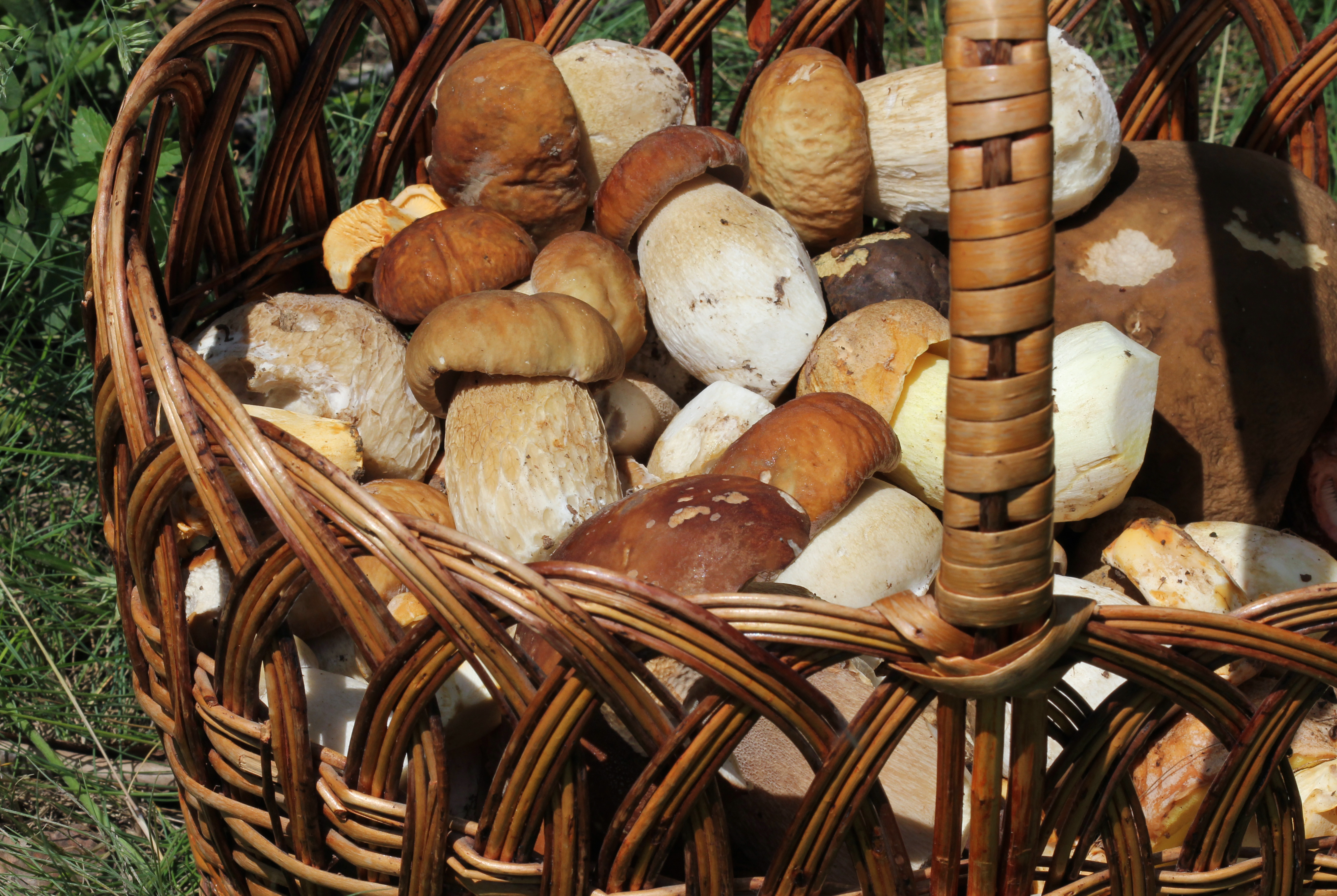 Edible fungi in basket 2013 G3