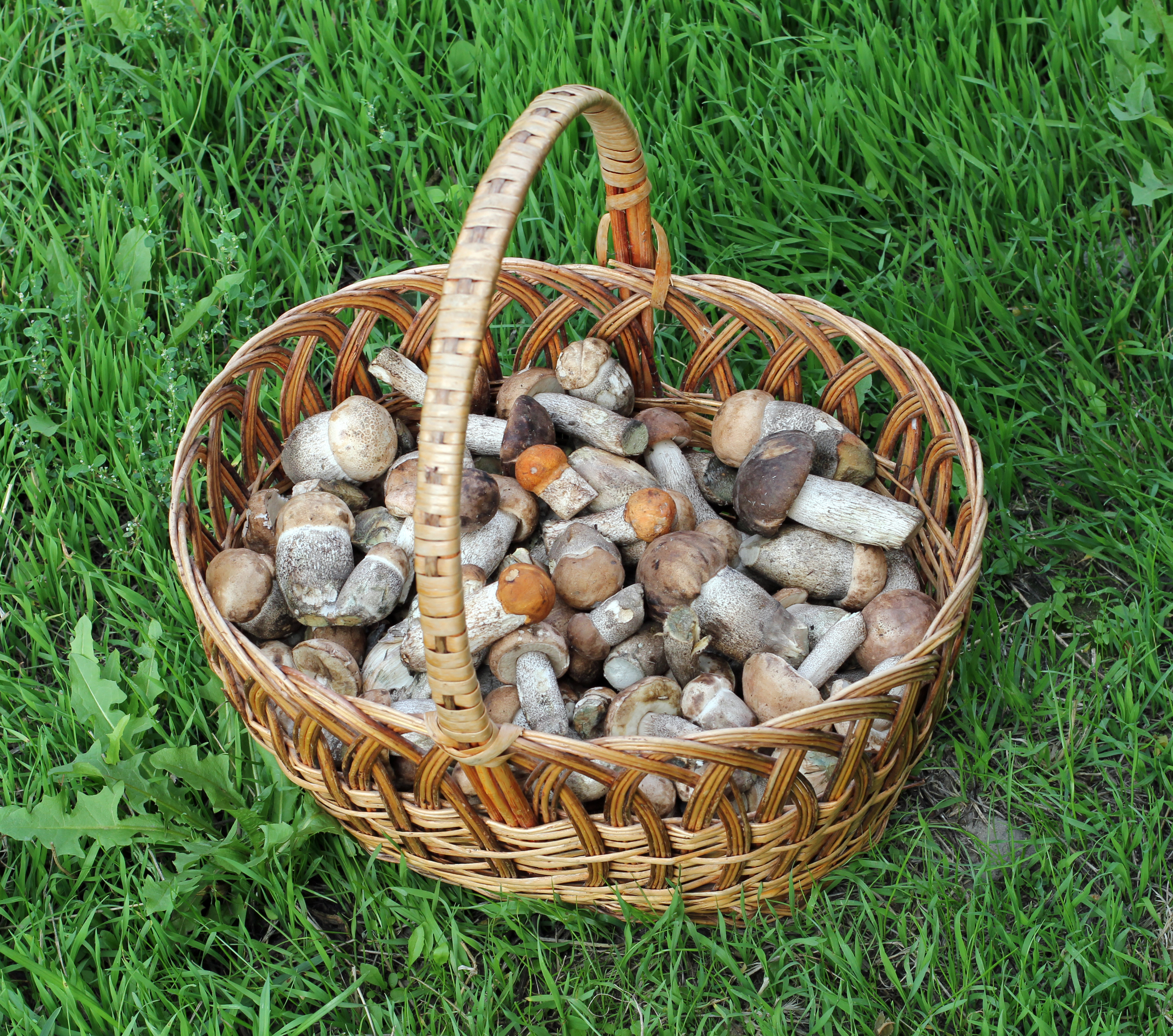 Edible fungi in basket 2015 G1