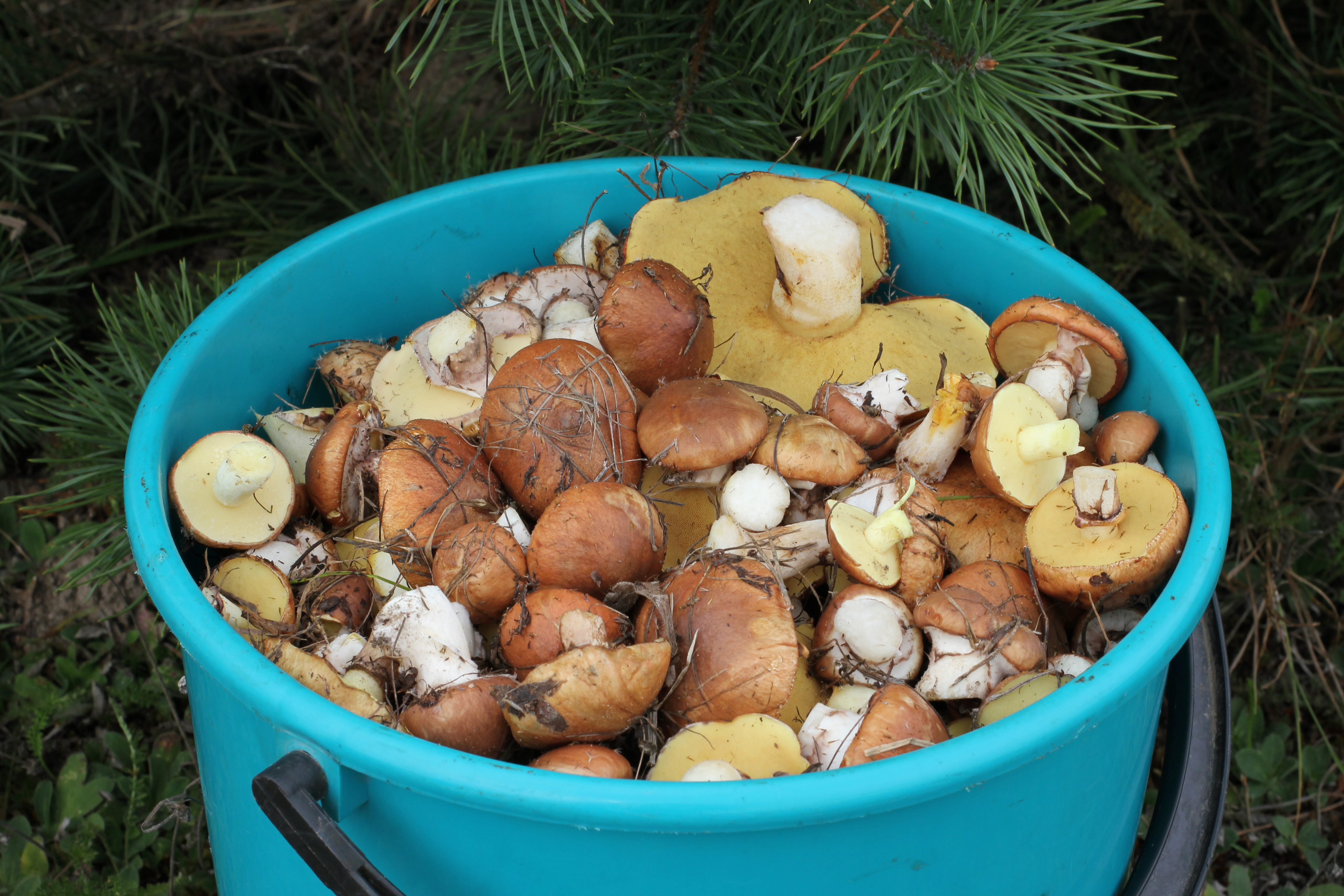 Edible fungi in bucket 2013 G2
