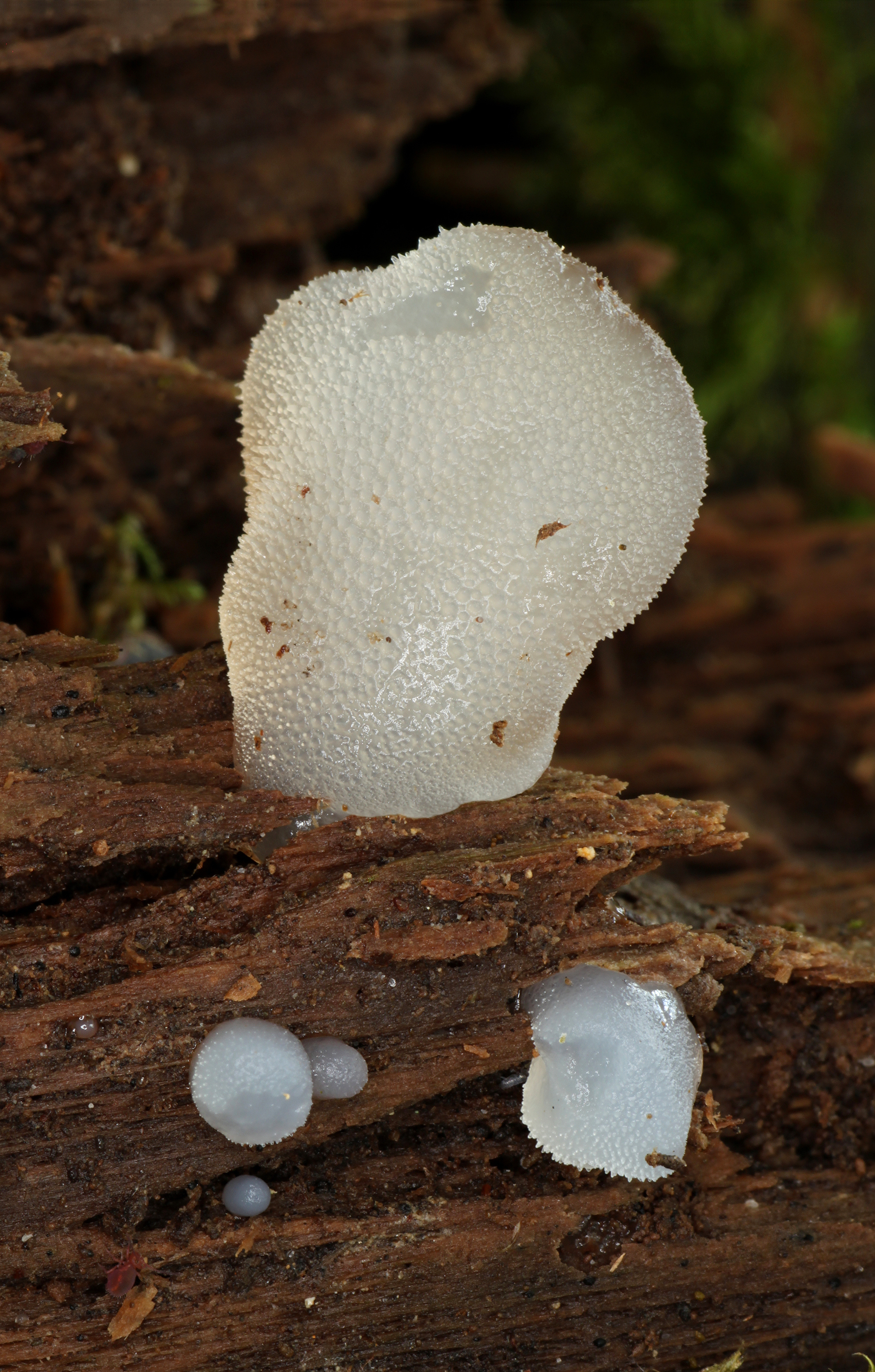 Eiszitterpilz Pseudohydnum gelatinosum