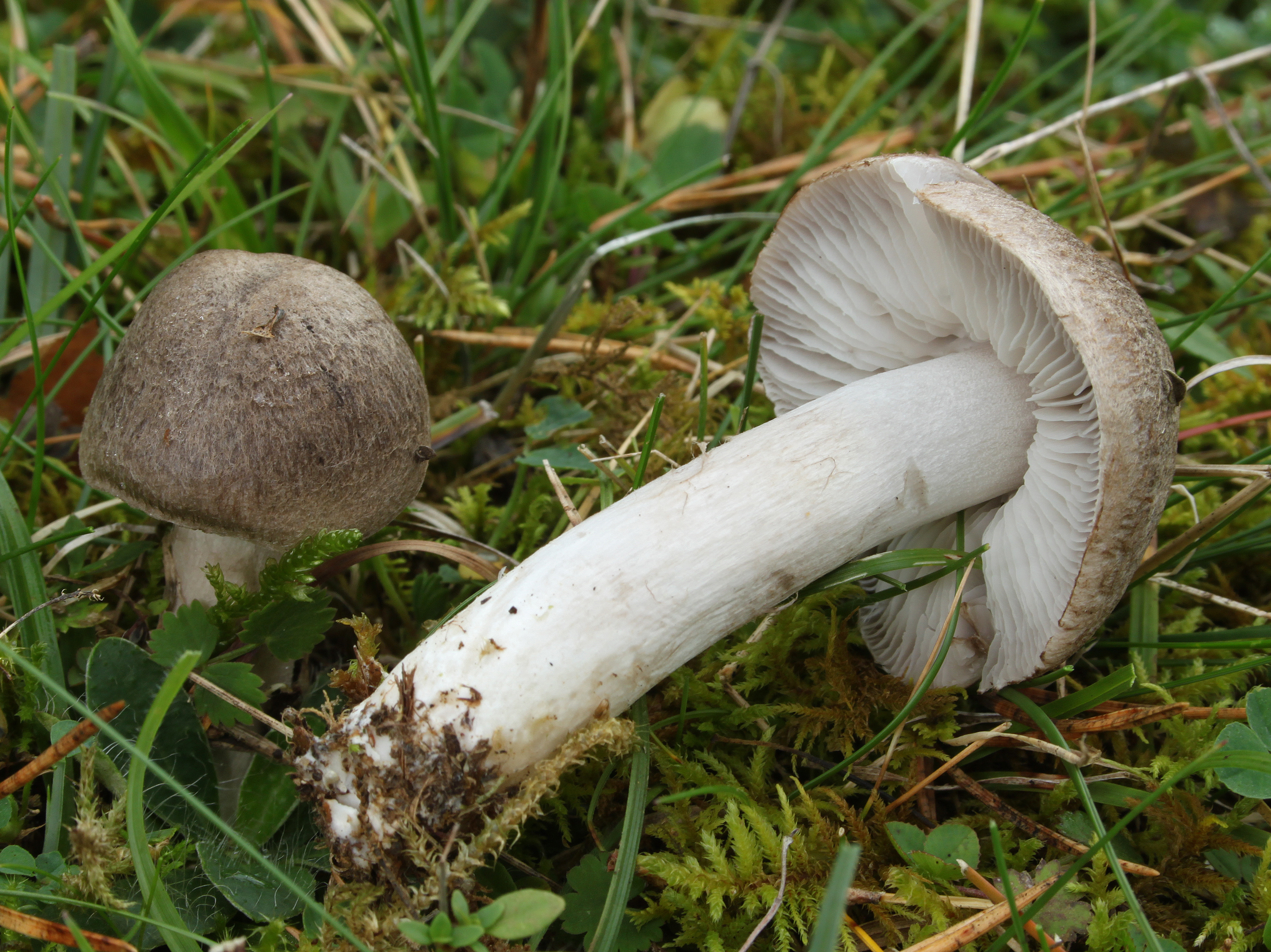 Erd-Ritterling Tricholoma terreum (cropped)
