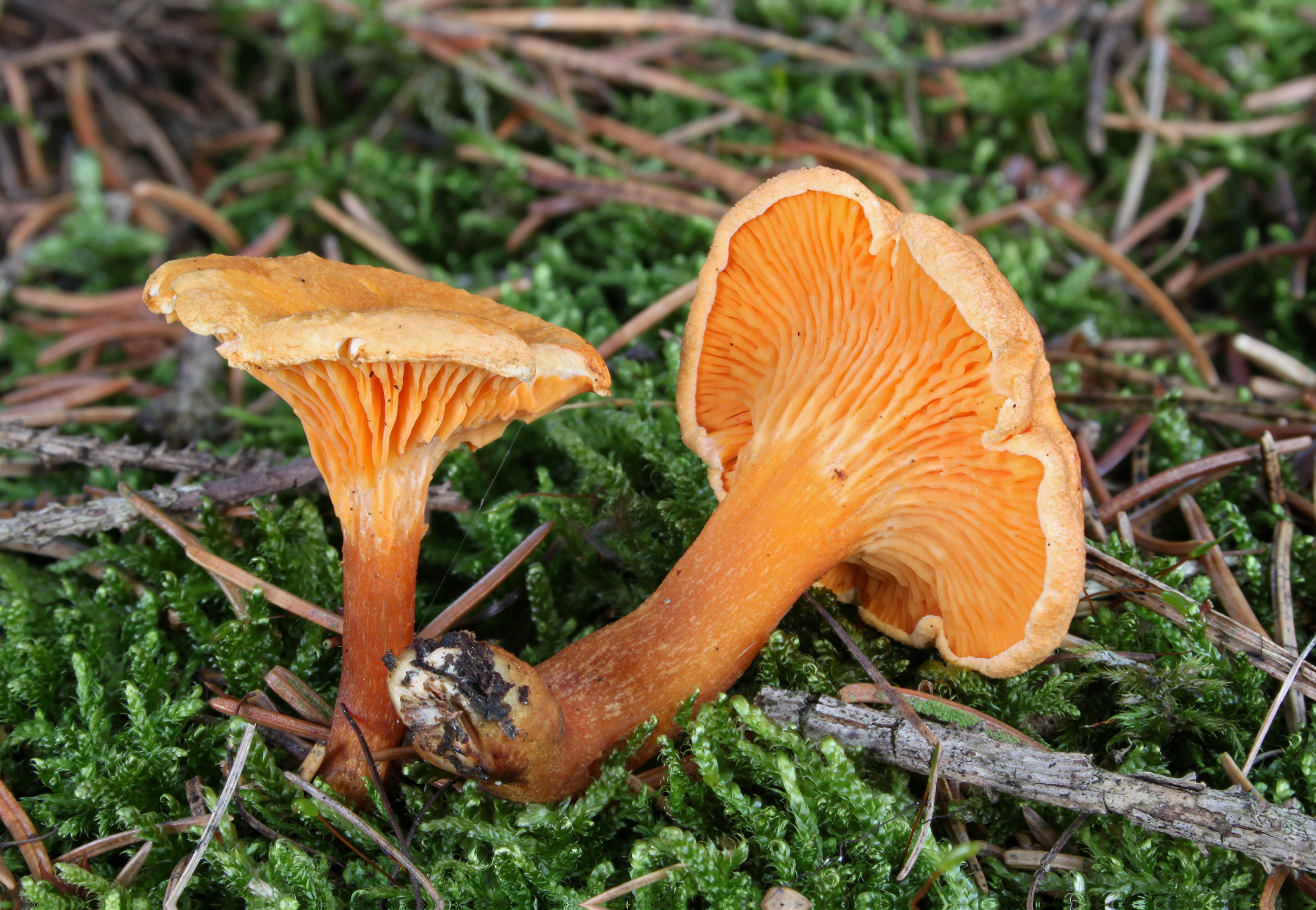 False Chanterelle Hygrophoropsis aurantiaca