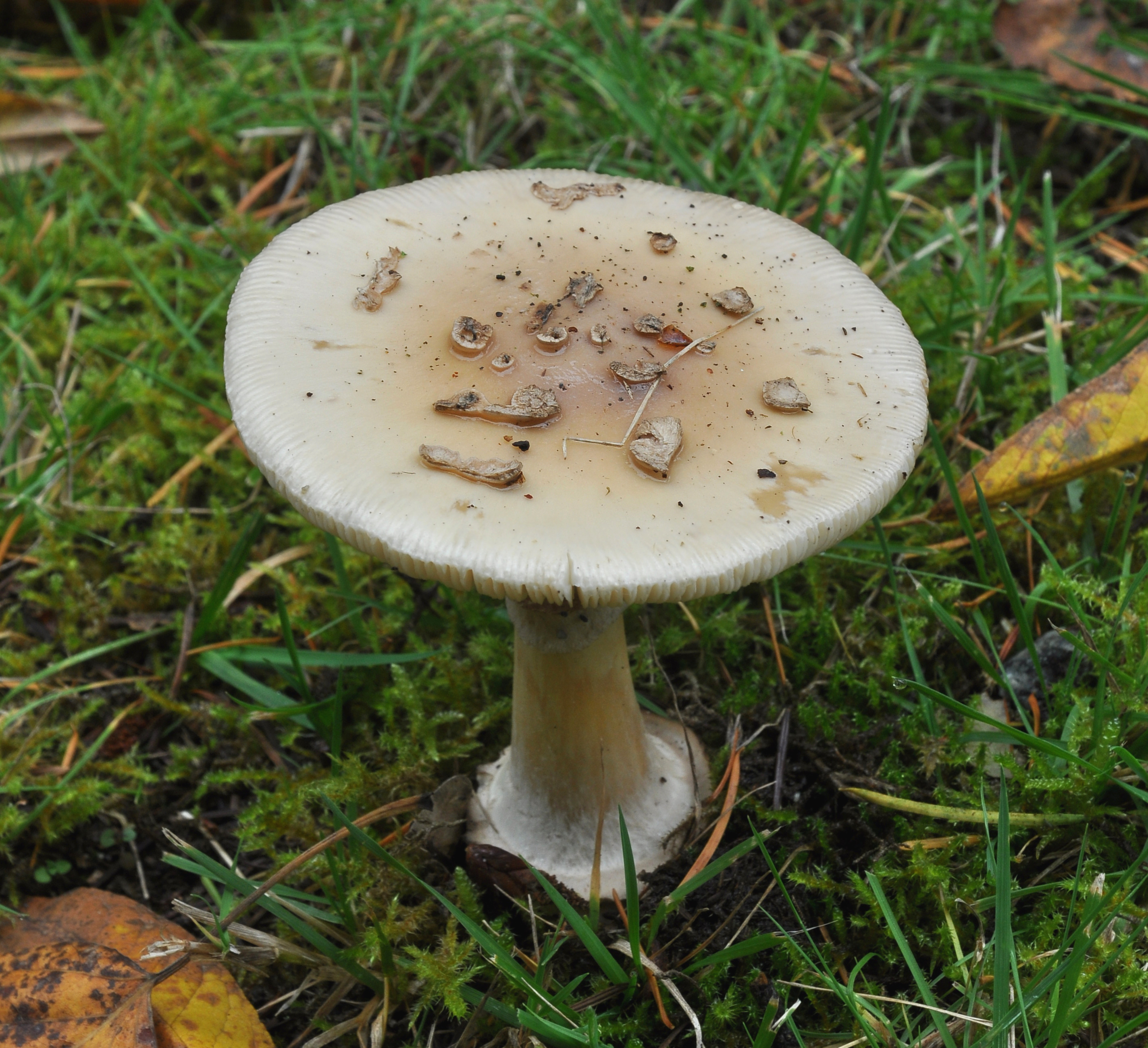 False death cap (Amanita citrina)