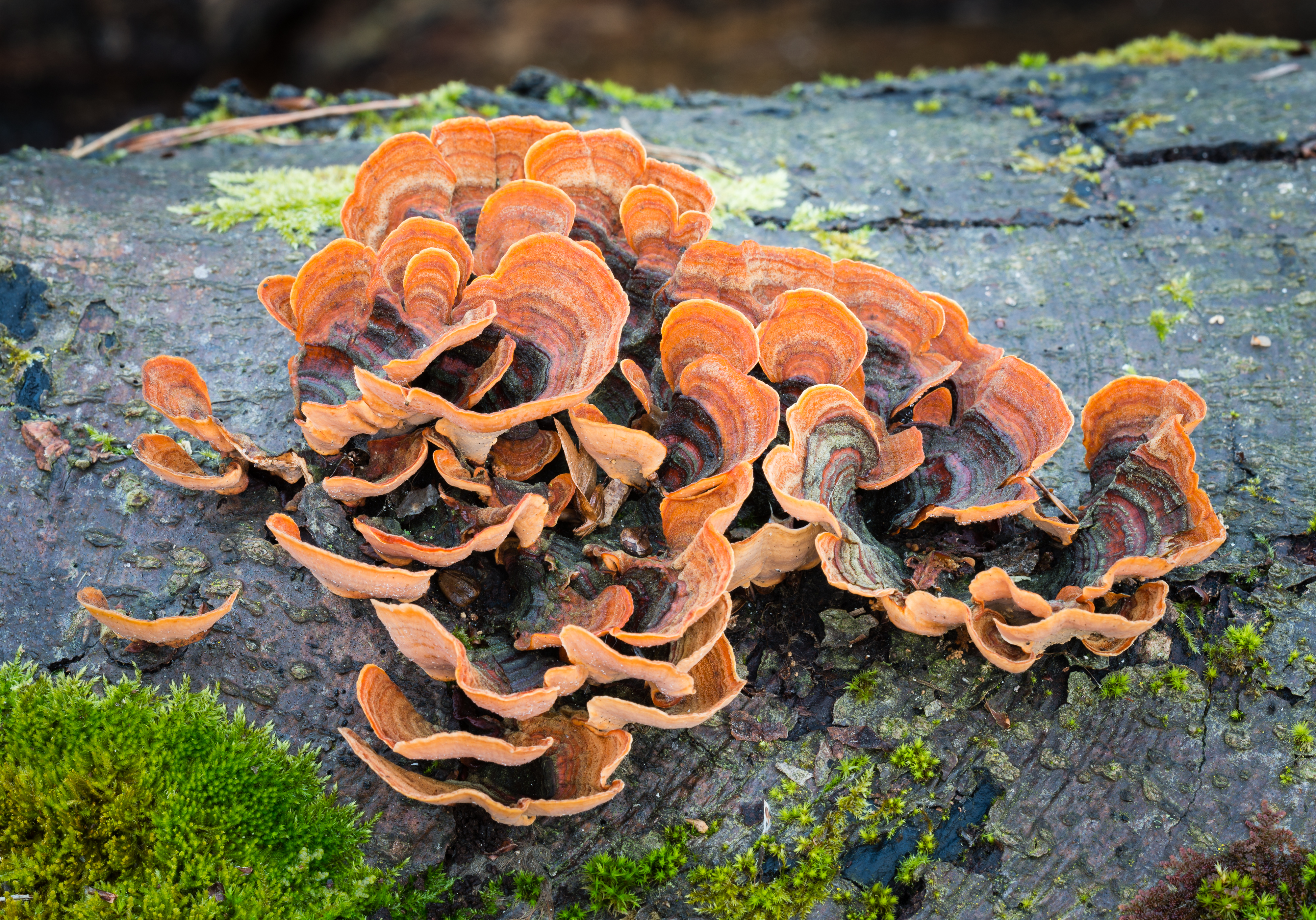 False turkey-tail - Stereum hirsutum - 02