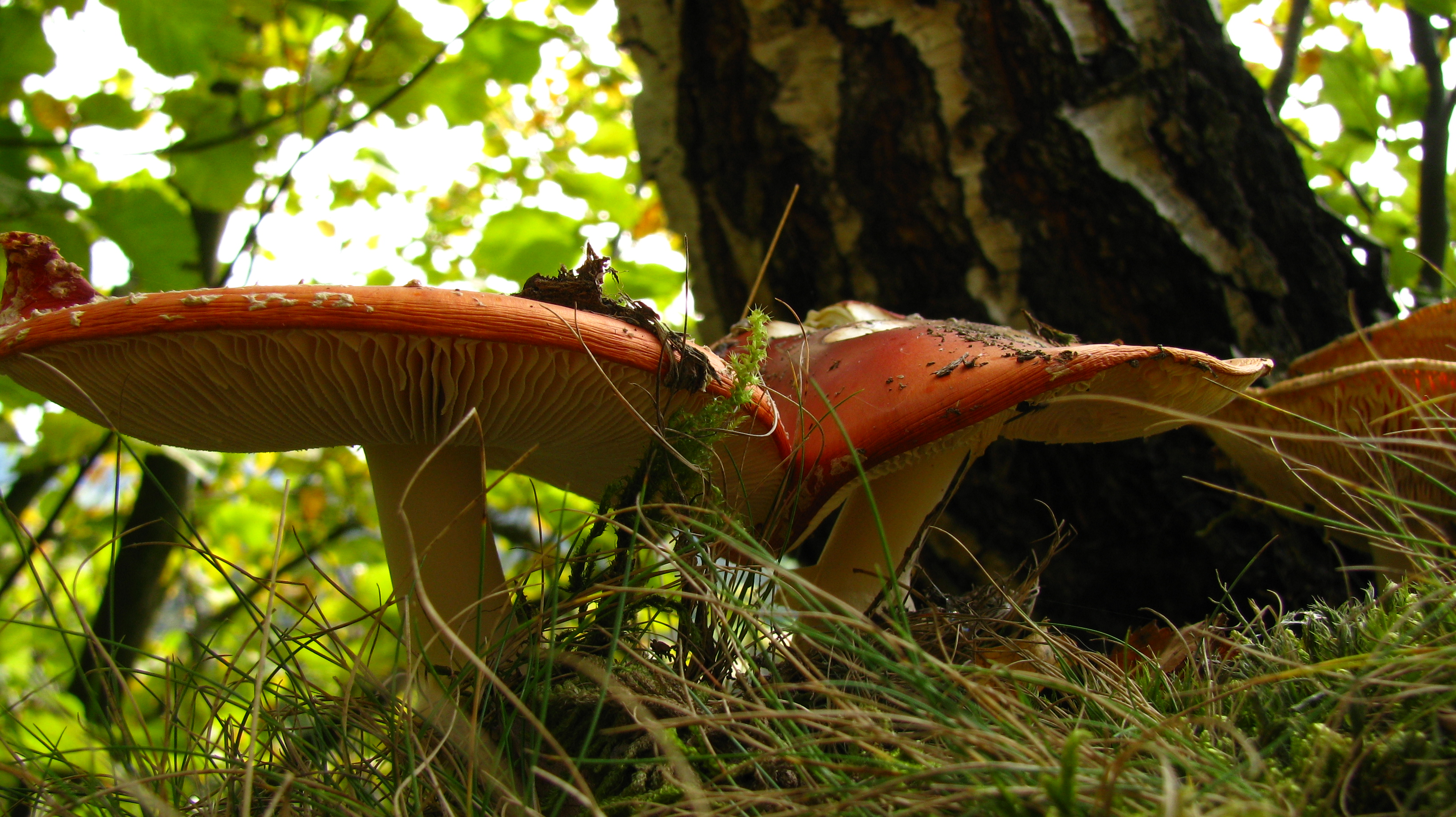 Fauna Żegiestowa