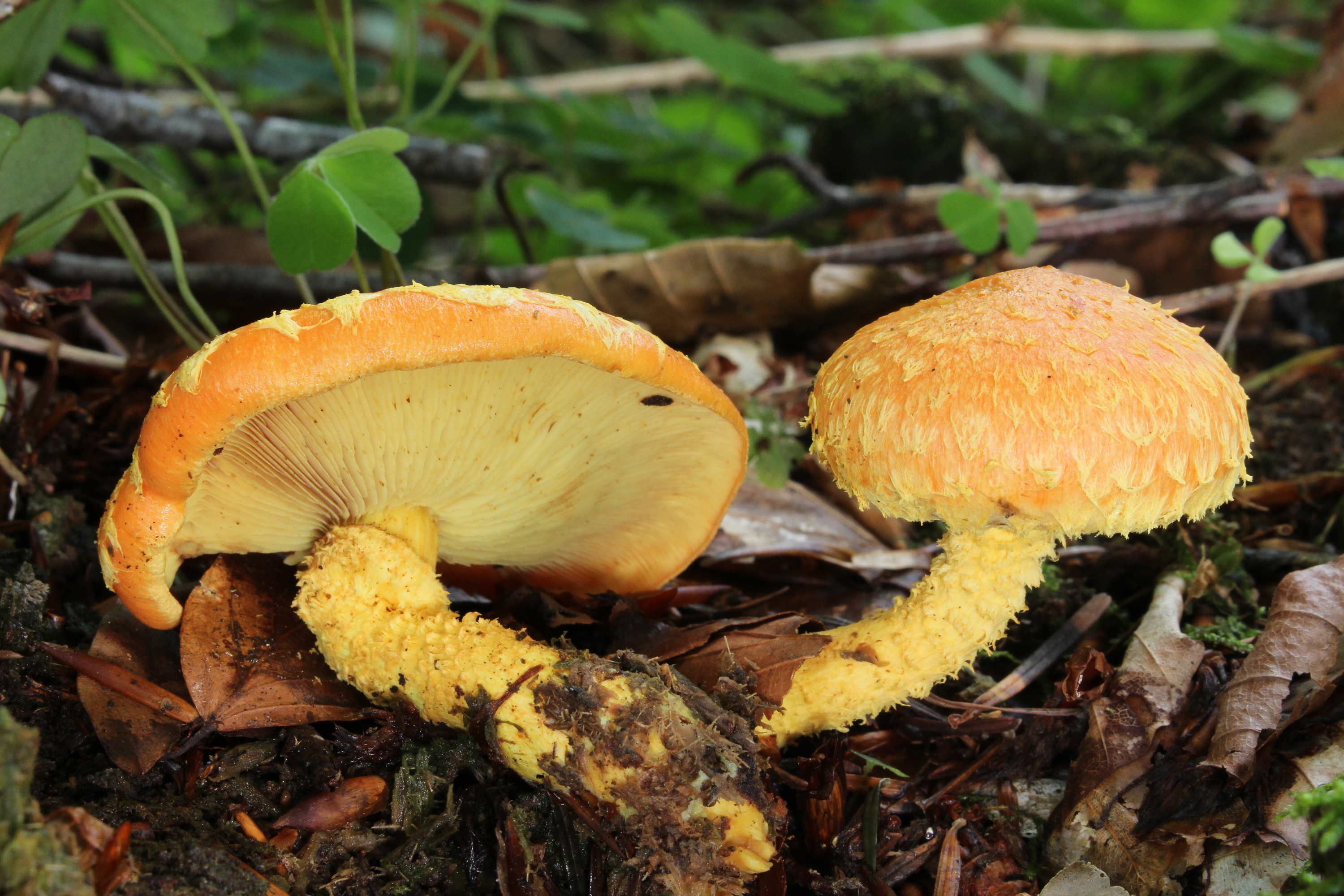 Feuer-Schüppling Pholiota flammans