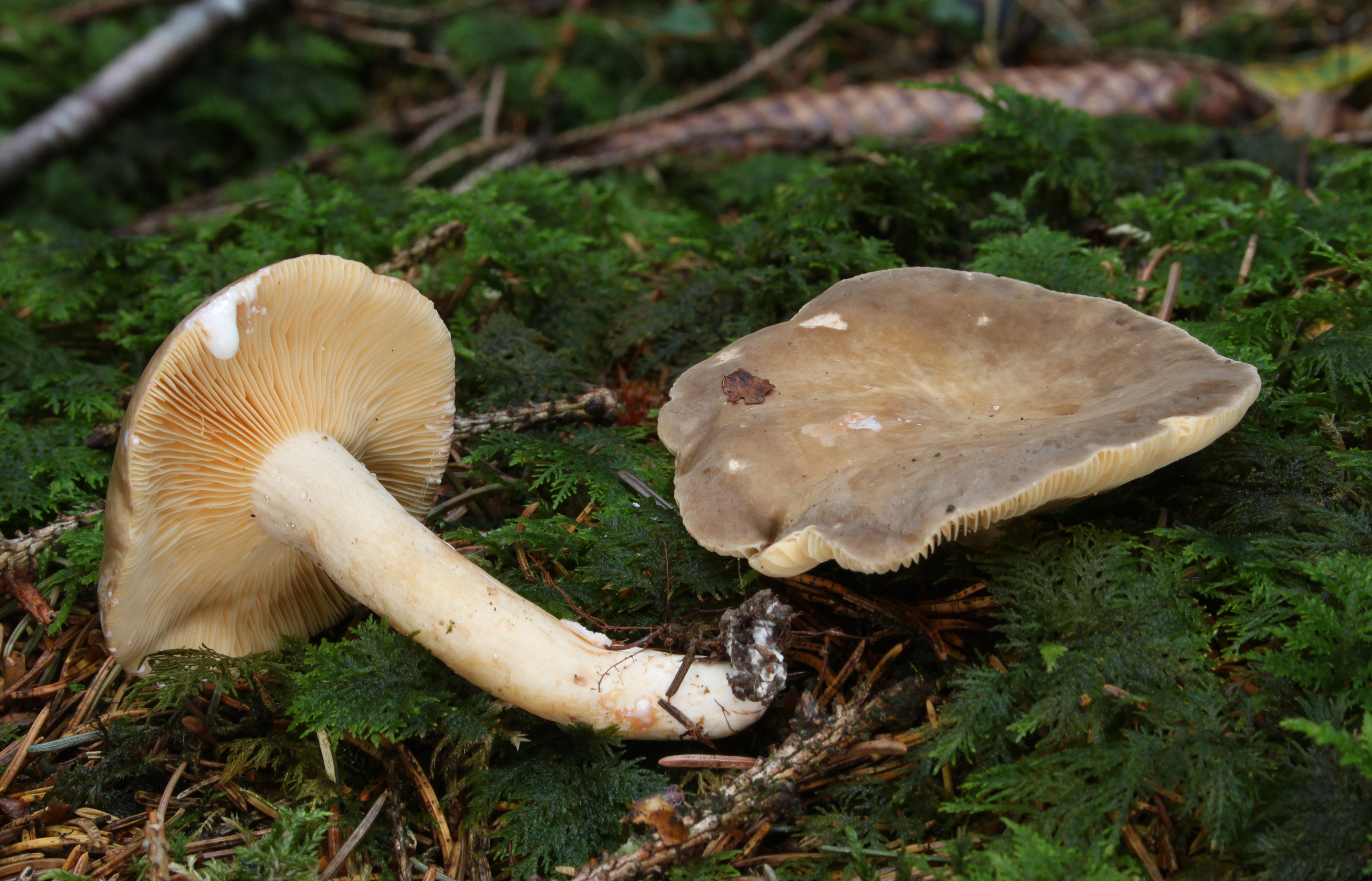 Flügelsporige Milchling Lactarius pterosporus