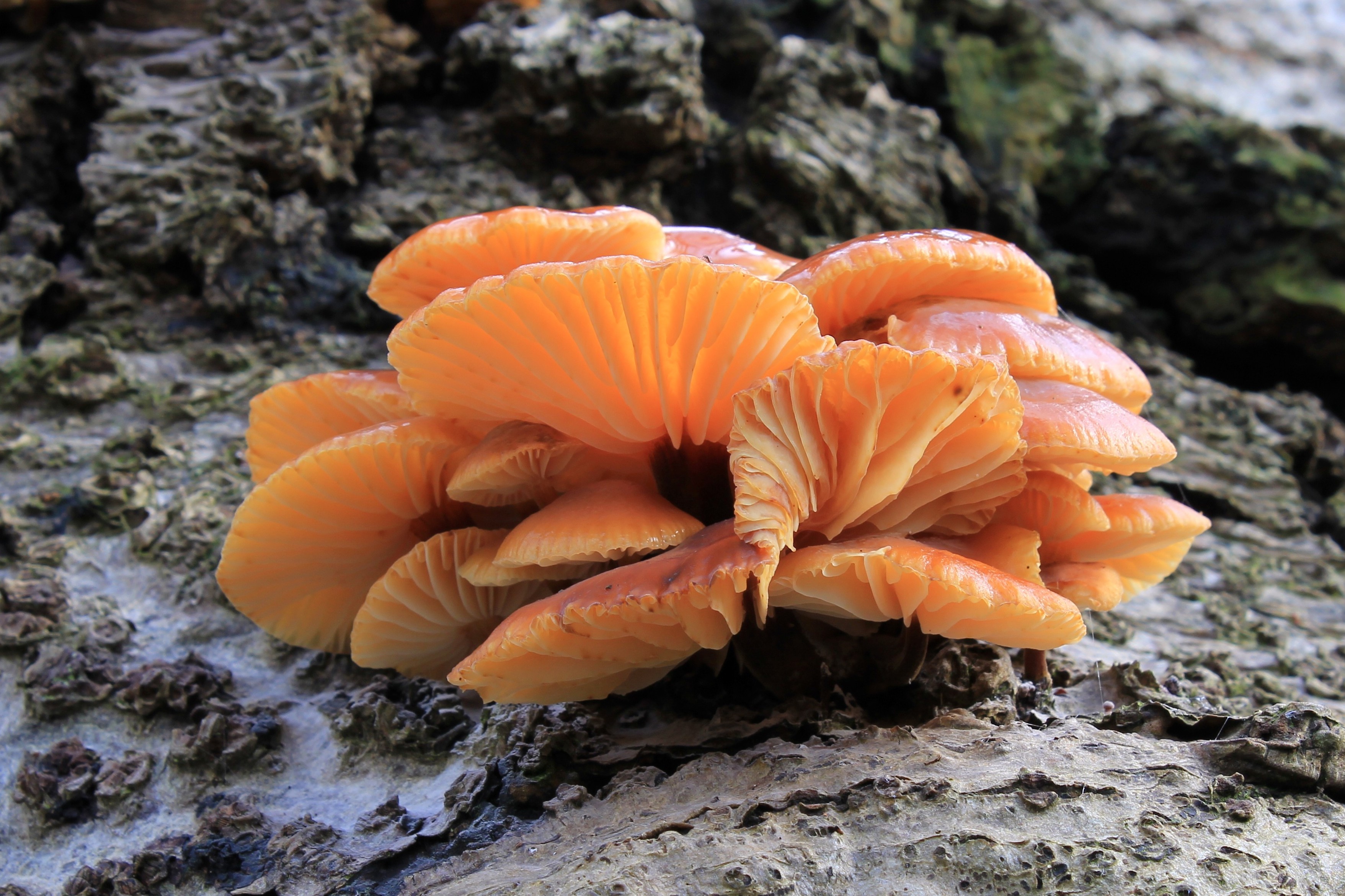 Flammulina velutipes, Velvet Shank, Enfield, UK