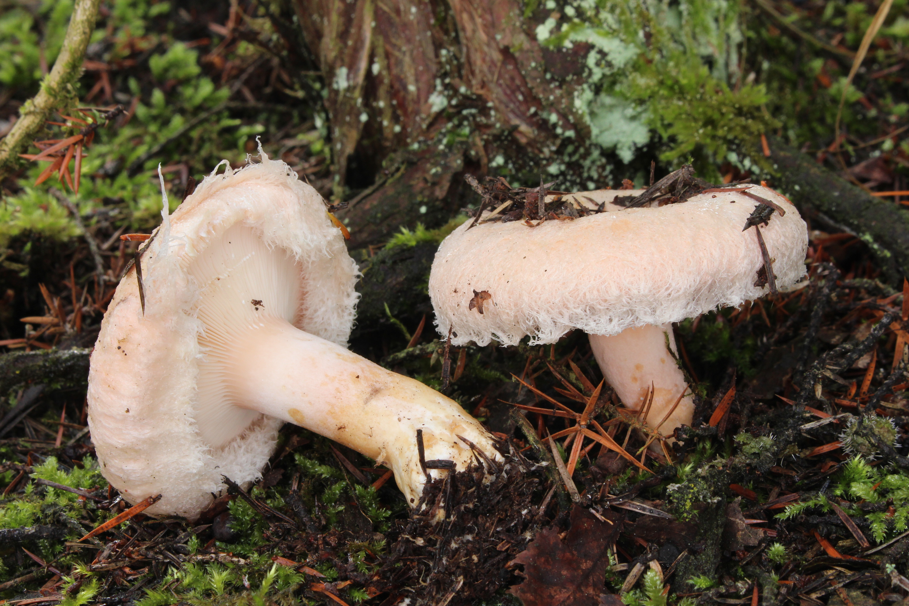 Flaumige Milchling (Lactarius pubescens)