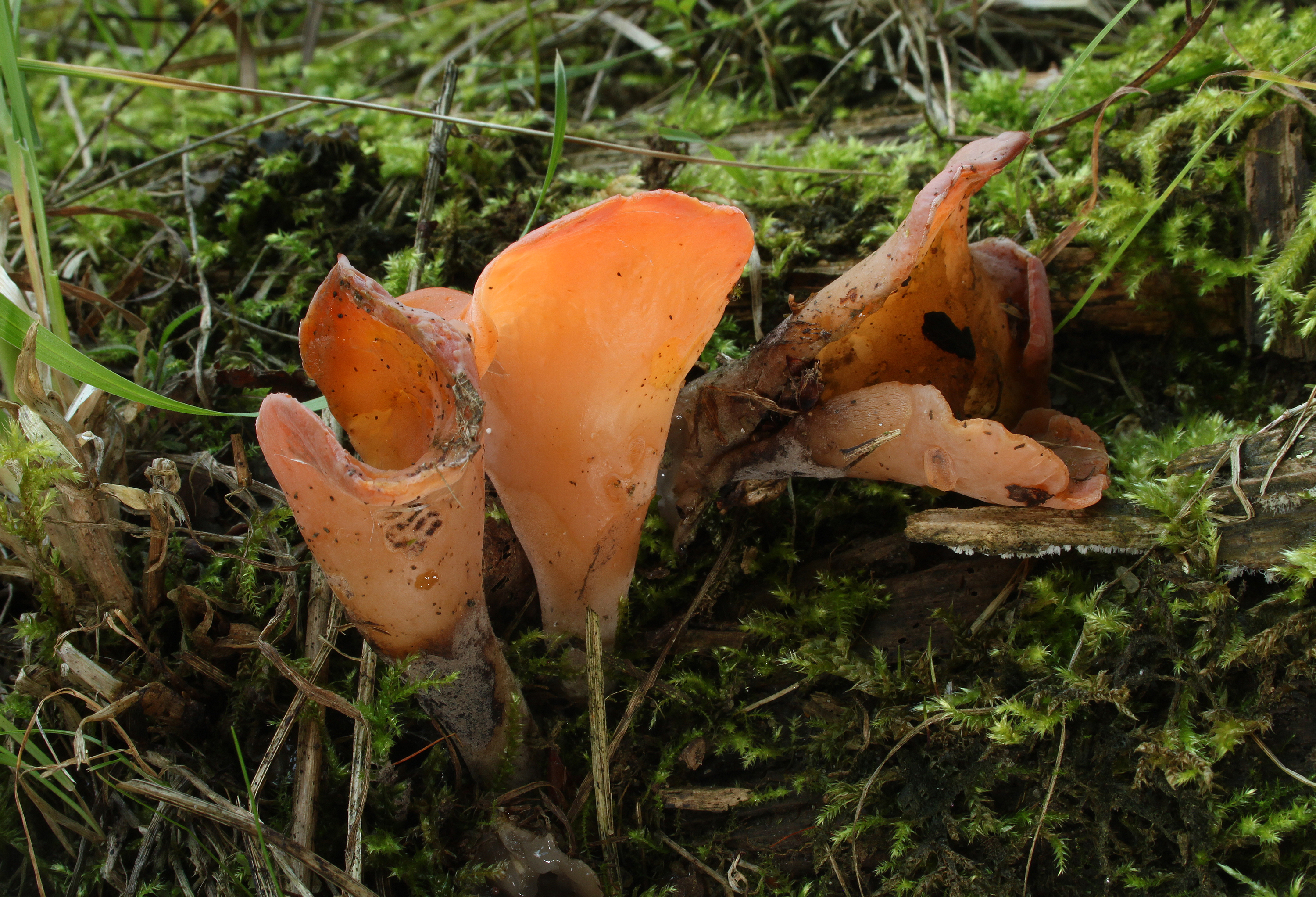 Fleischrote Gallerttrichter Tremiscus helvelloides