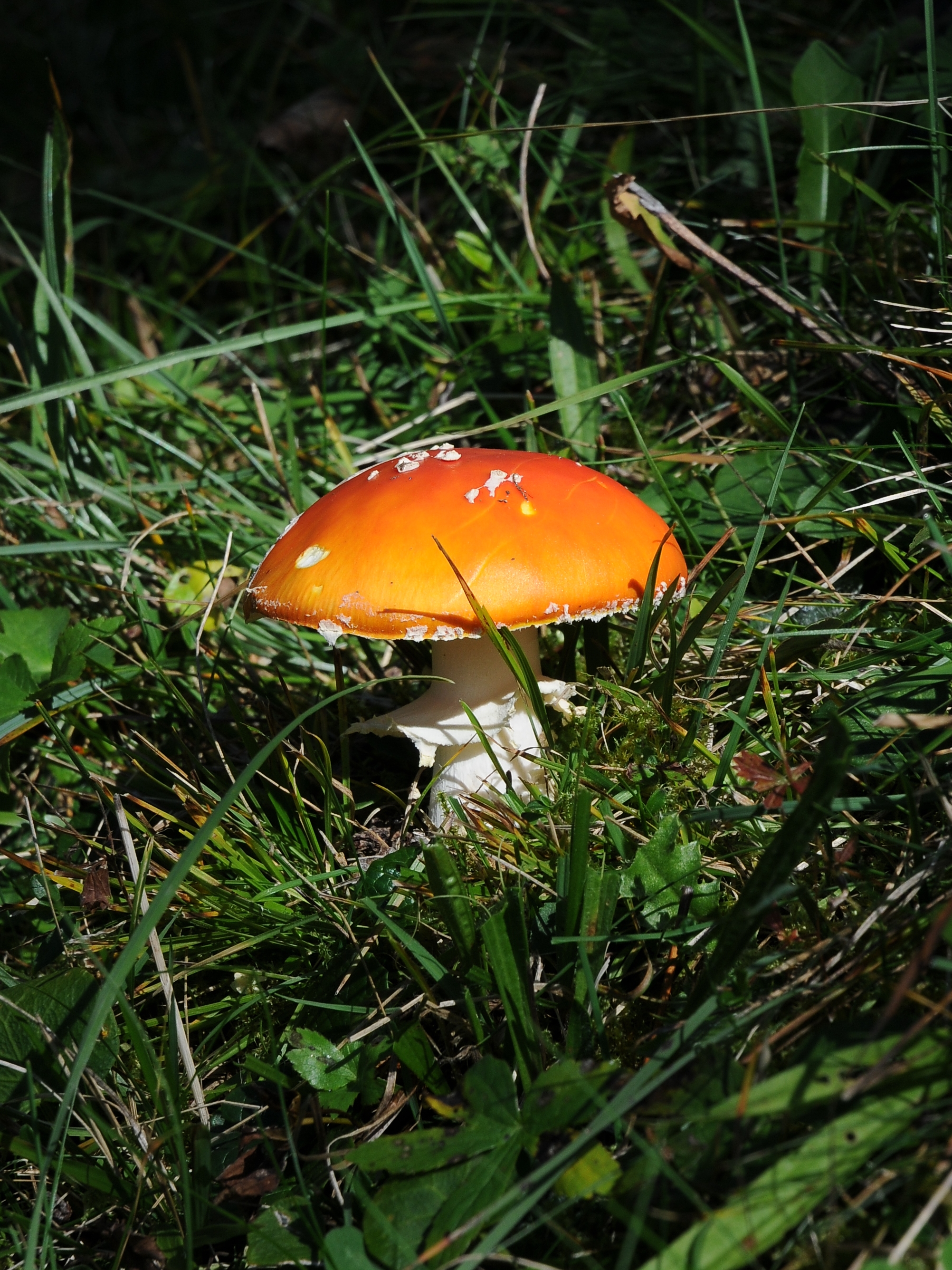 Fliegenpilz 3