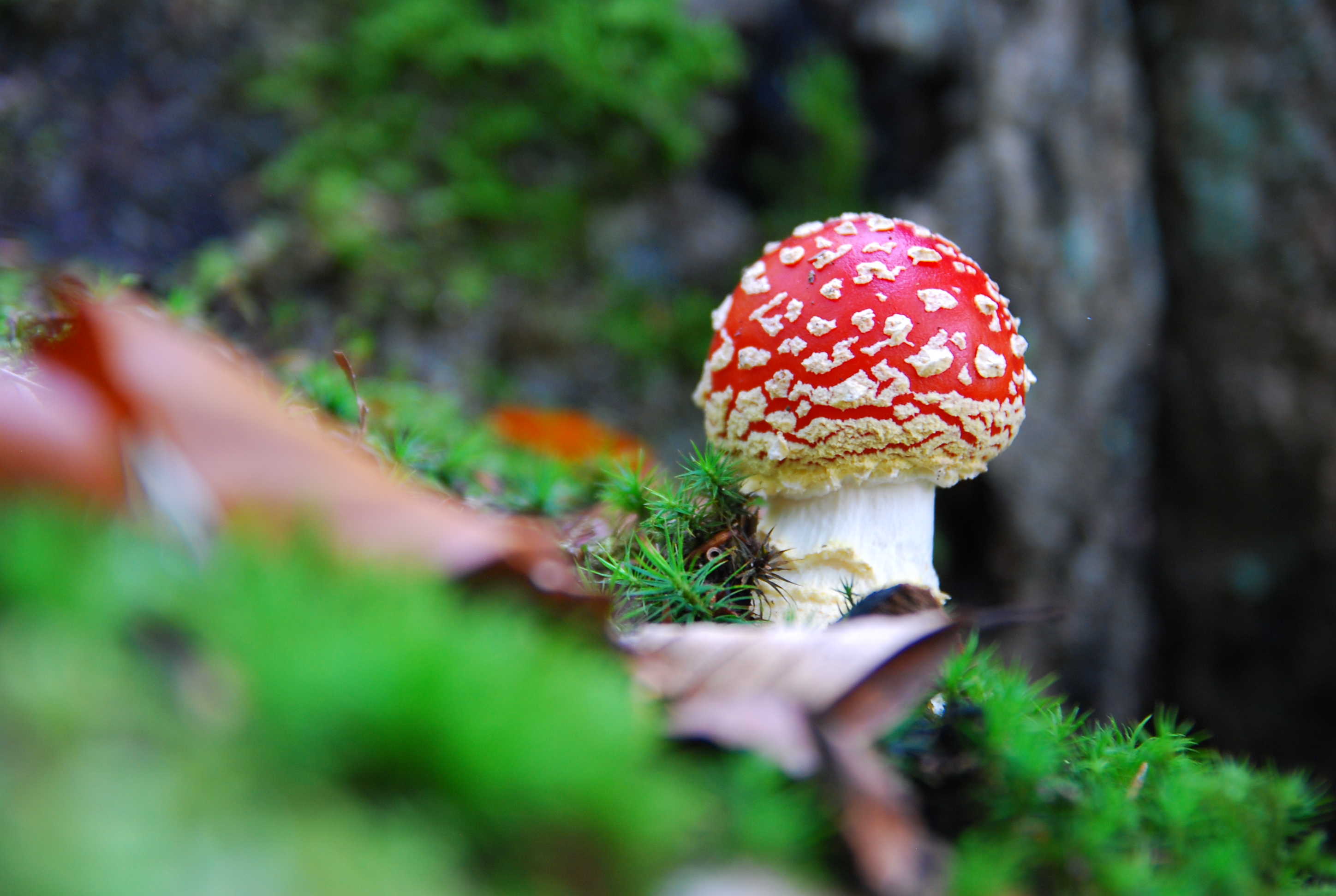 Fliegenpilz (Amanita muscaria)