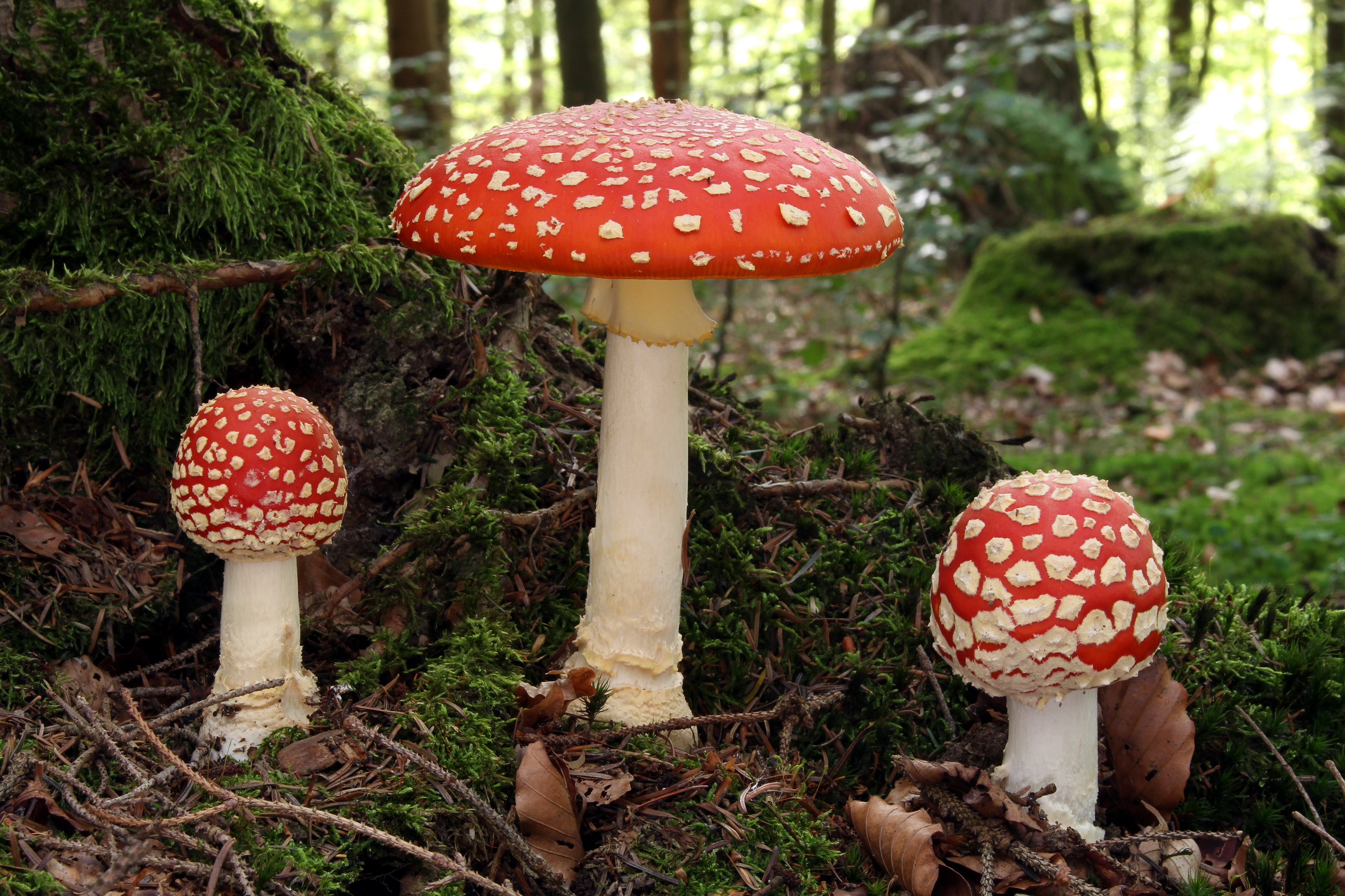 Fliegenpilz fly agaric Amanita muscaria