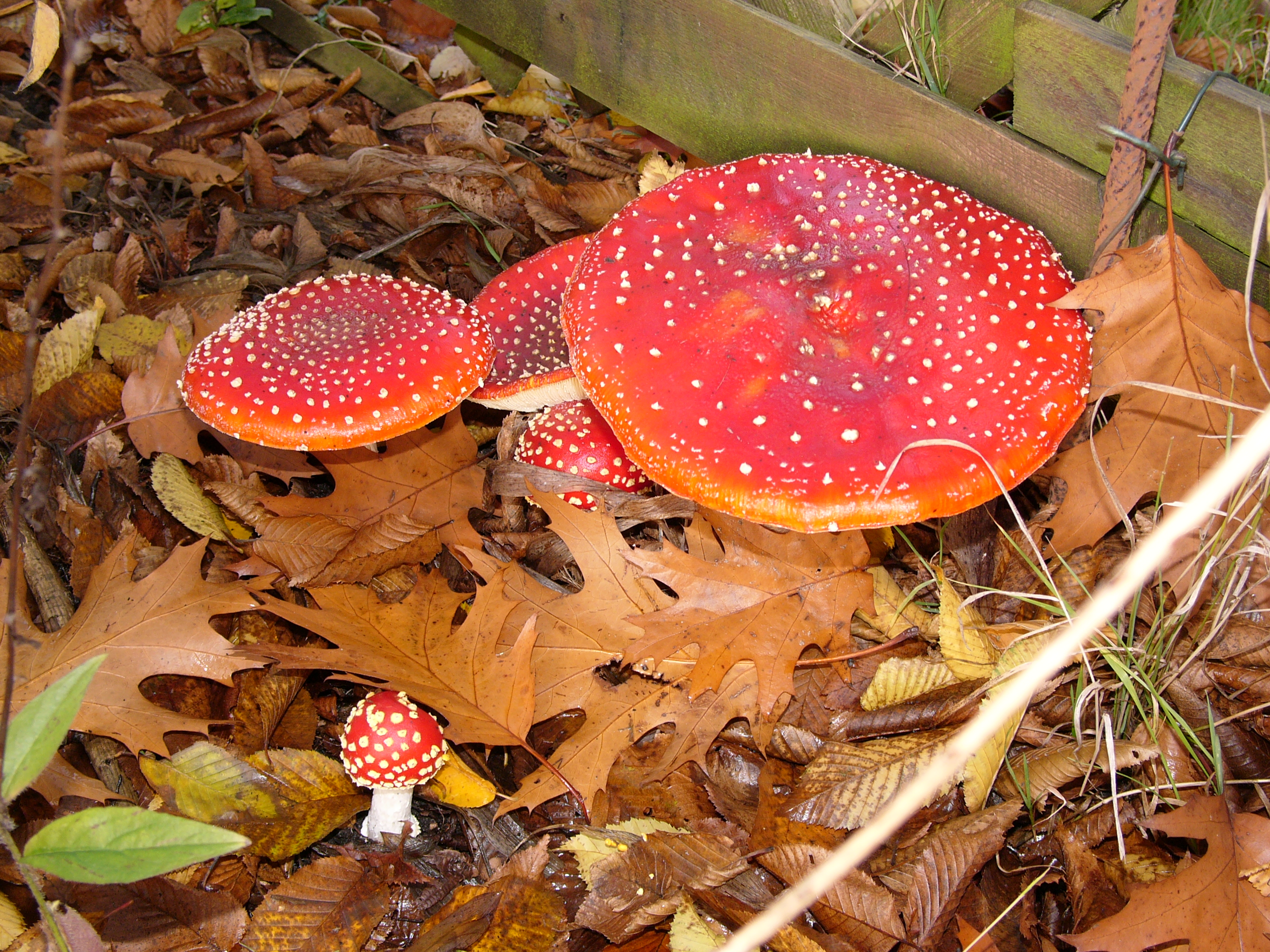 Fly-agaric05 hg
