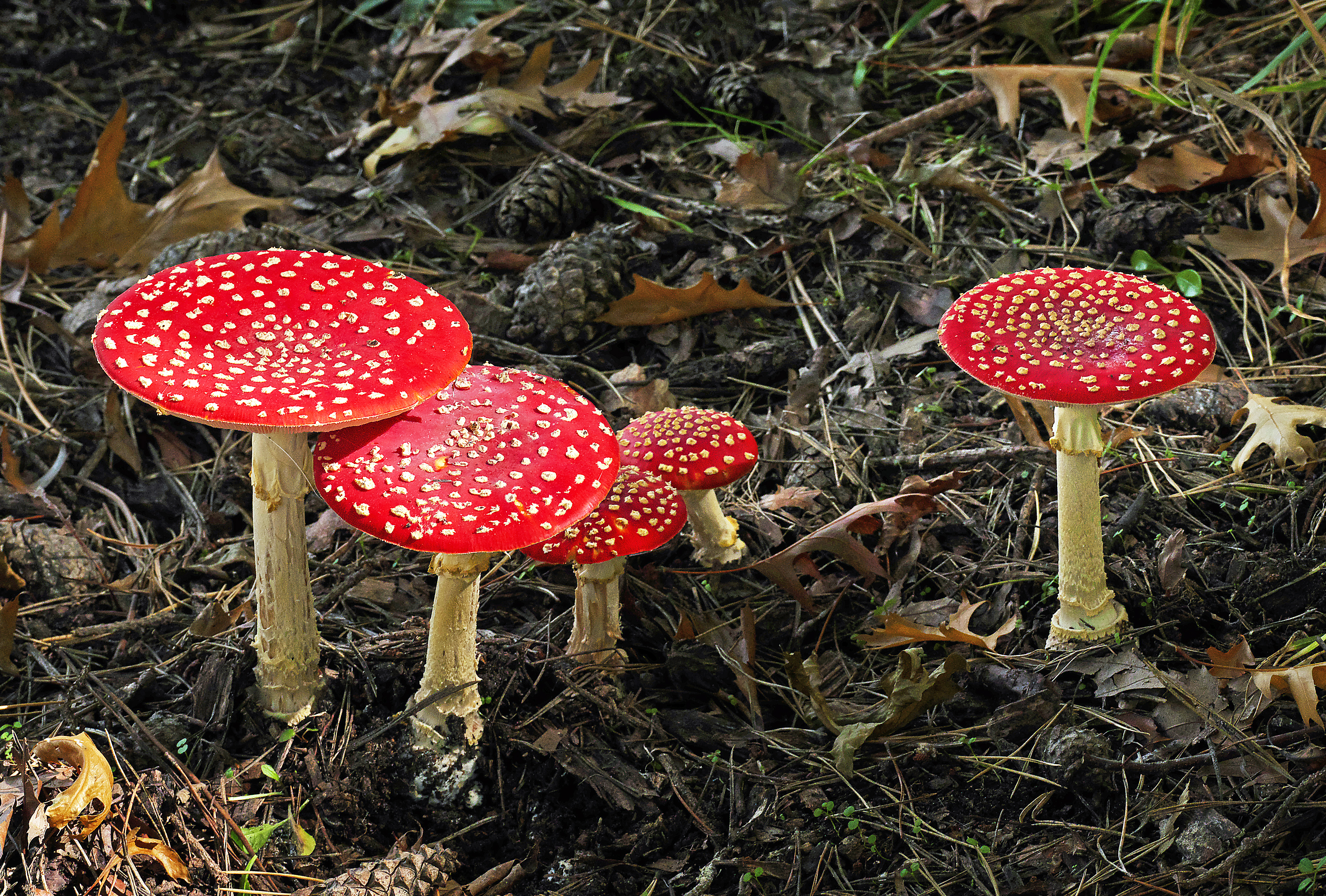 Fly Agaric (Amanita muscaria) (33471803874)
