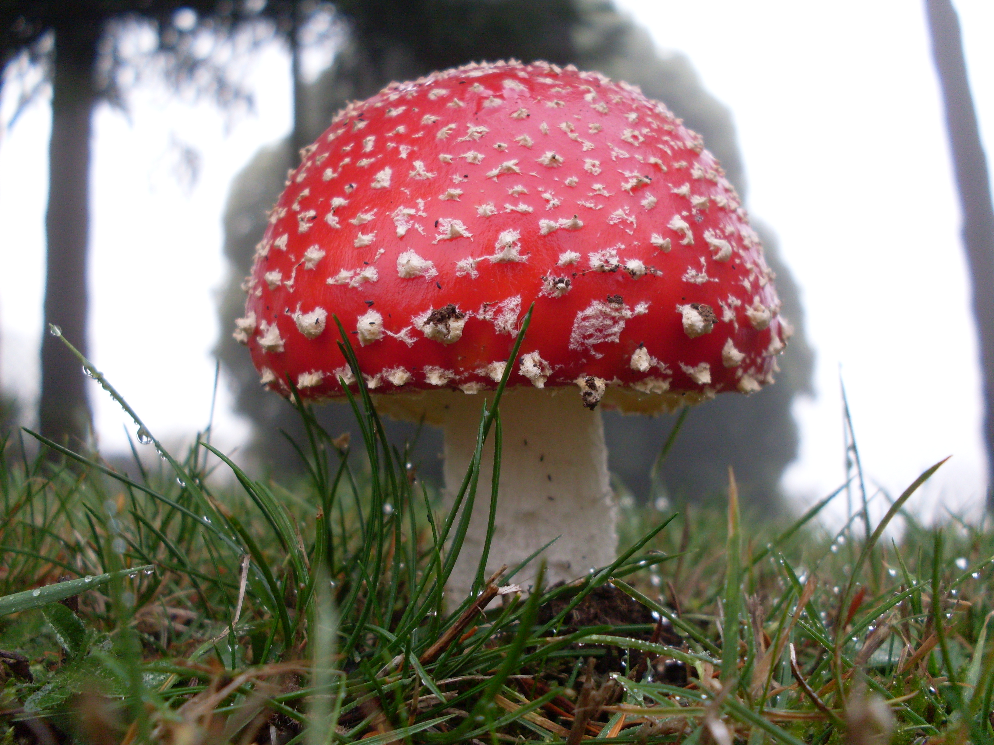 Fly Amanita (3589038246)