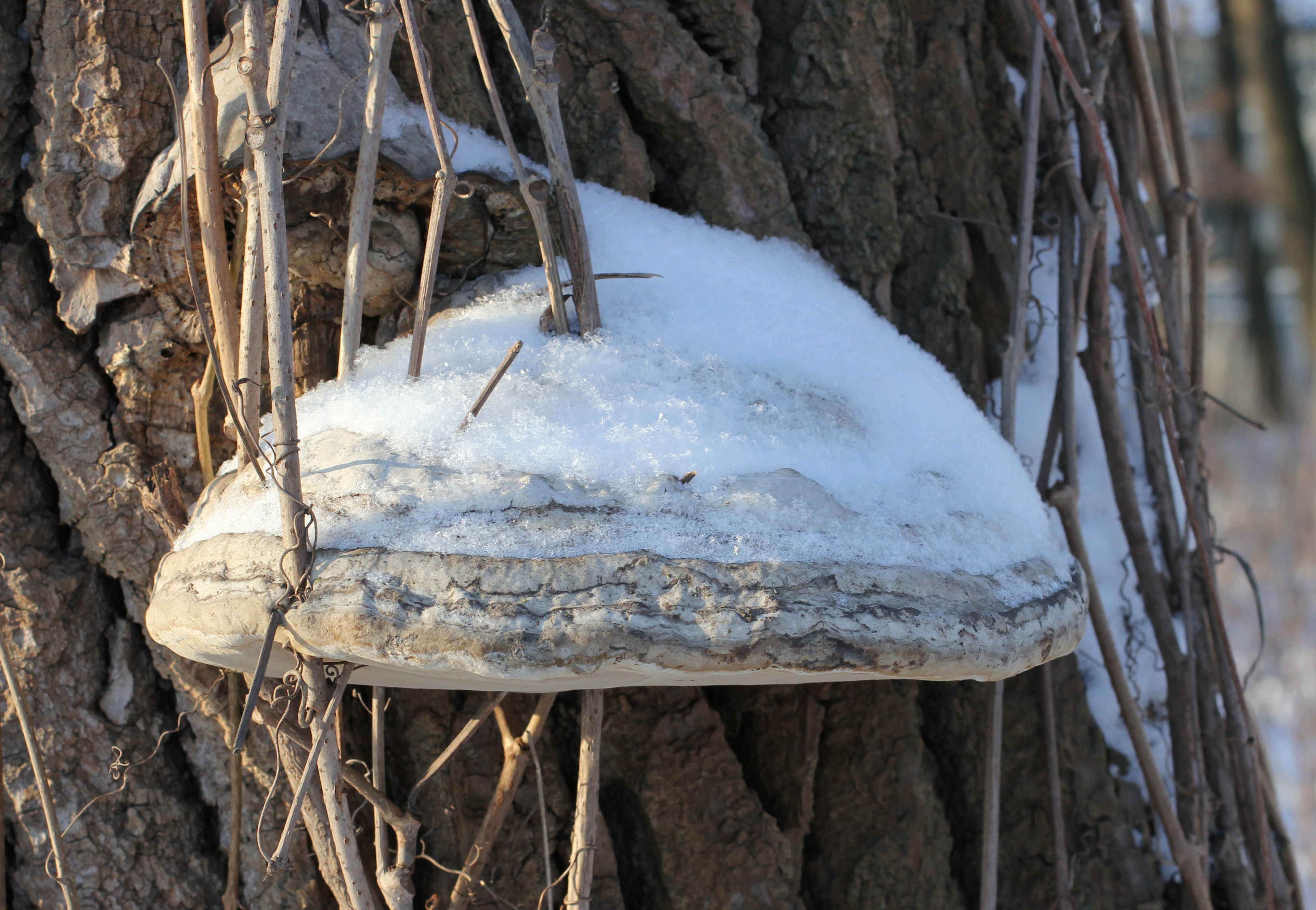 Fomes fomentarius 2014 G1