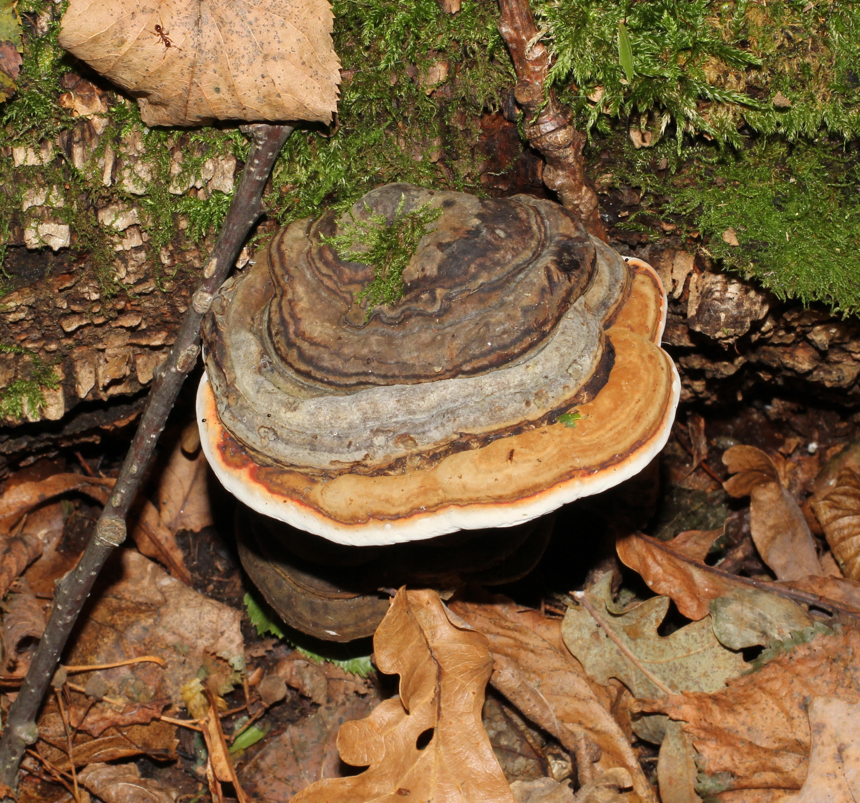 Fomitopsis pinicola 2014 G1