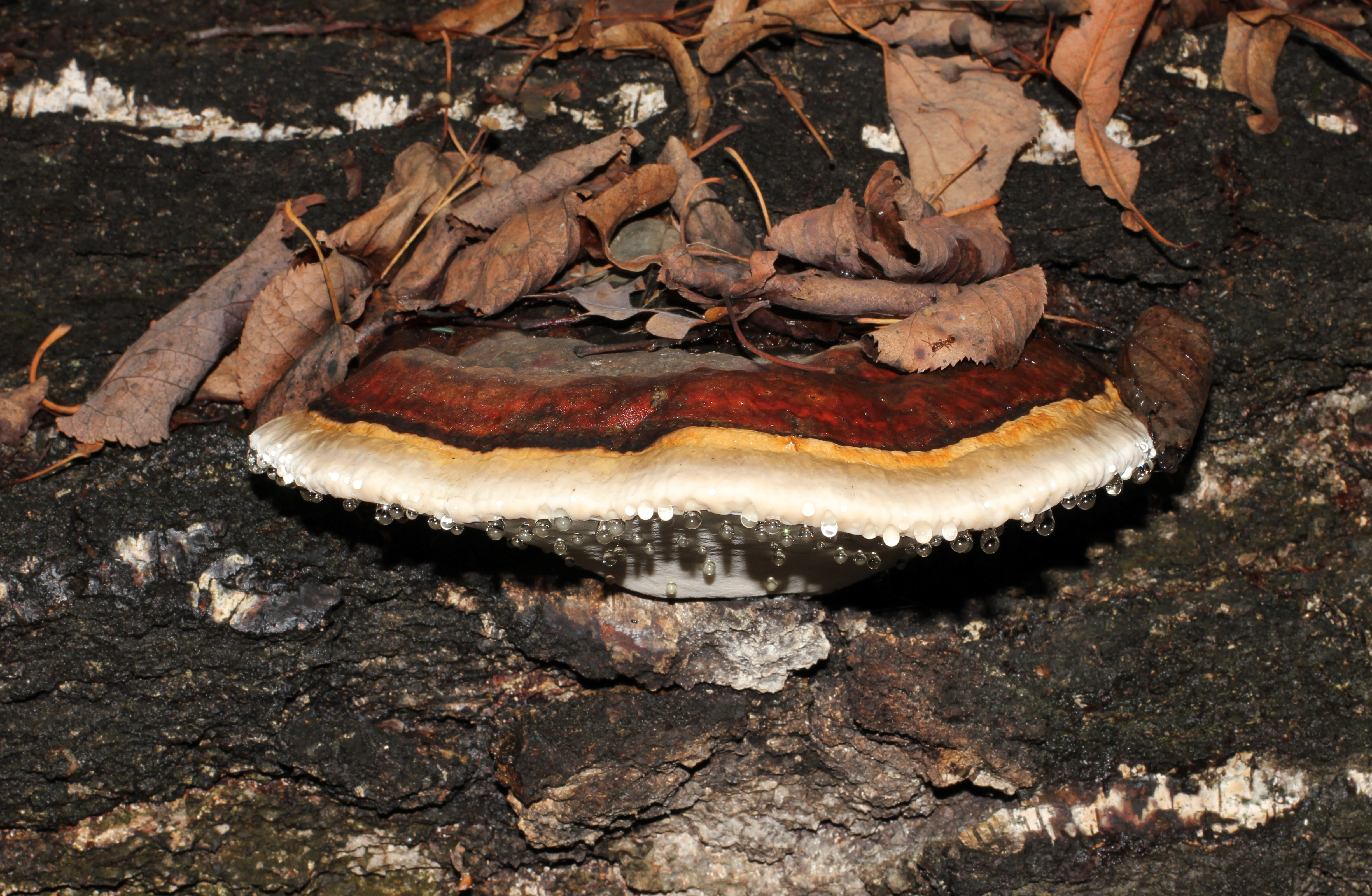 Fomitopsis pinicola 2015 G2