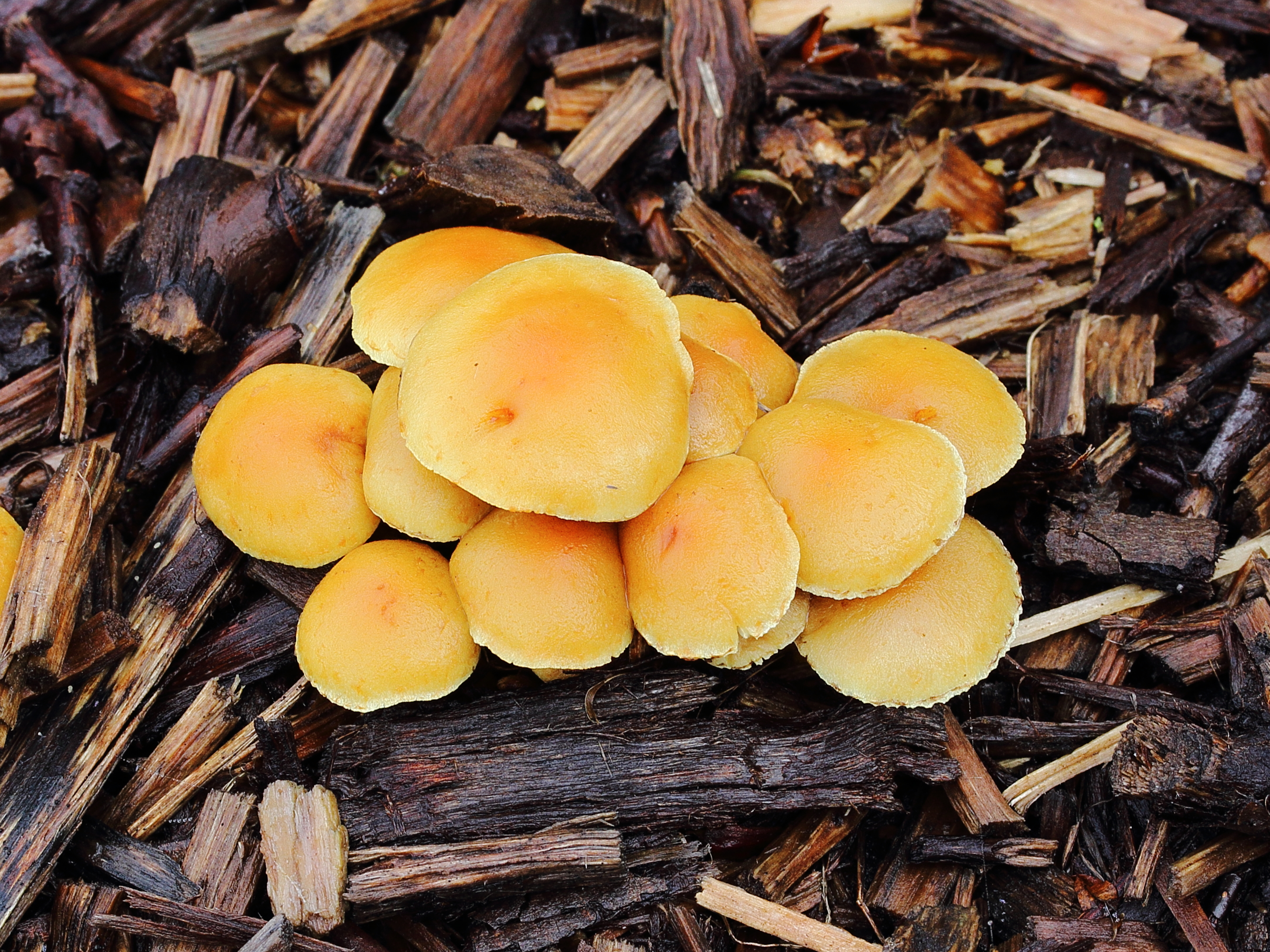 Fopzwam (Laccaria laccata)