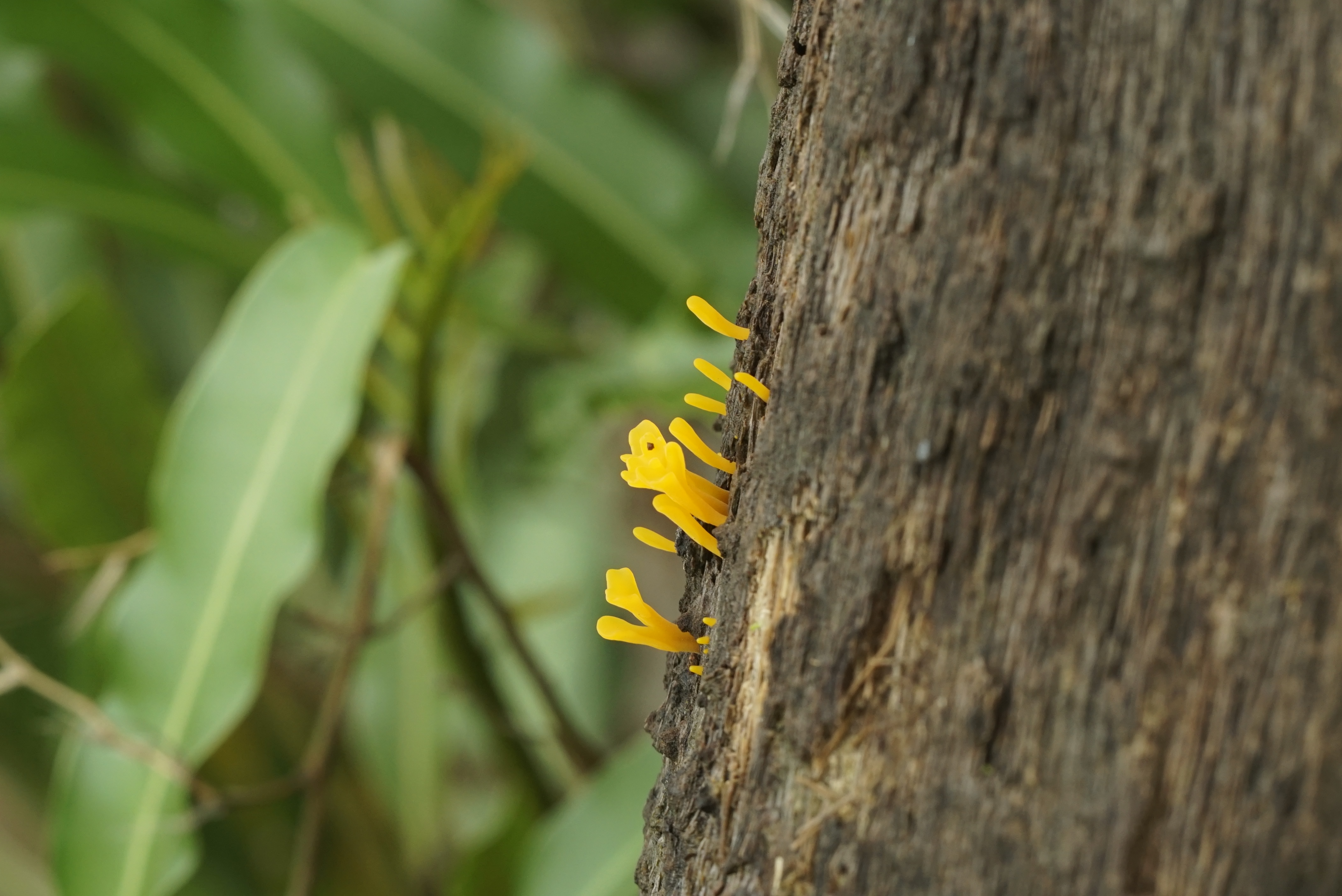 Fungi6678
