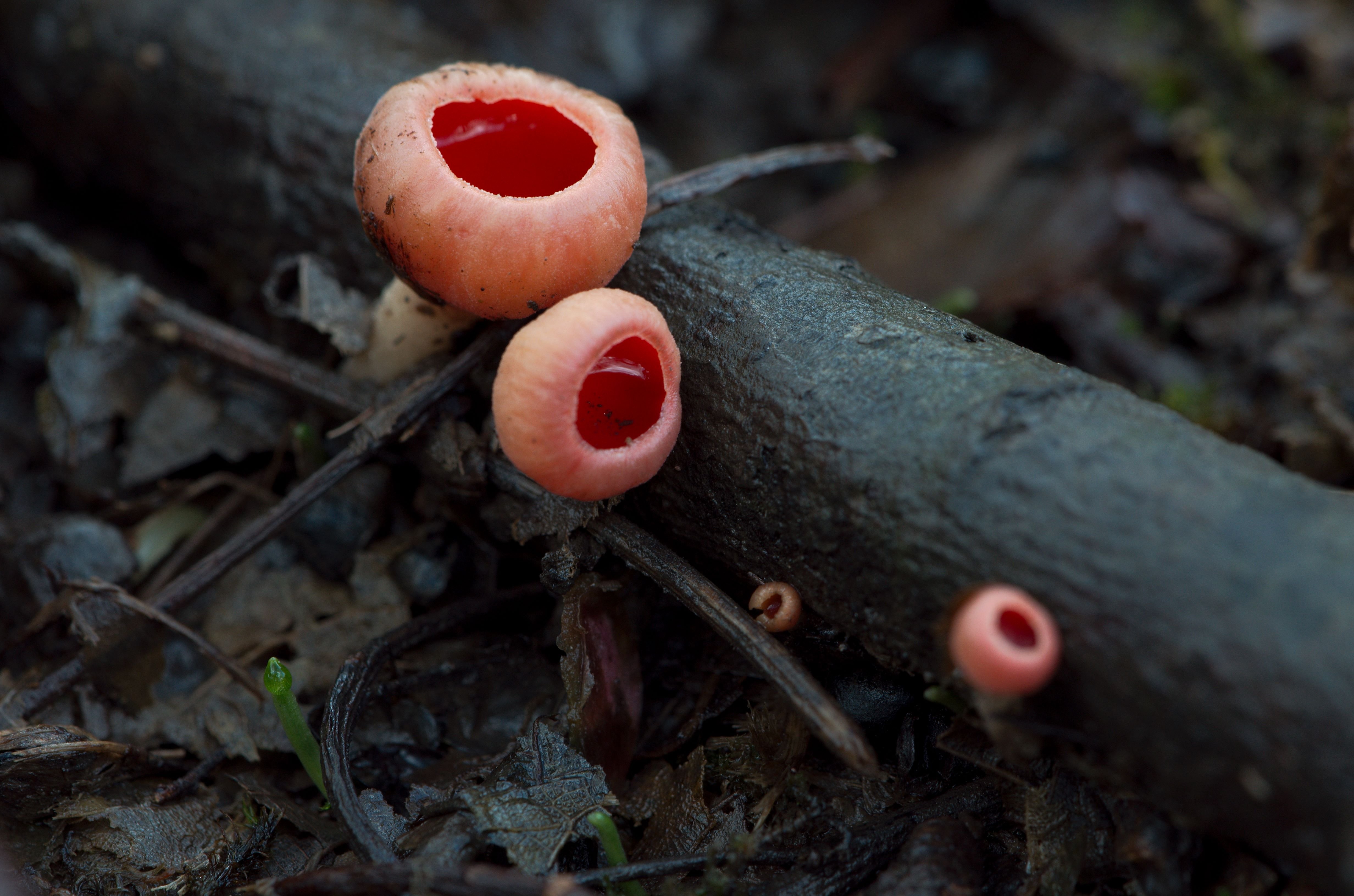 Fungi and lichen Macros - (5456763540)