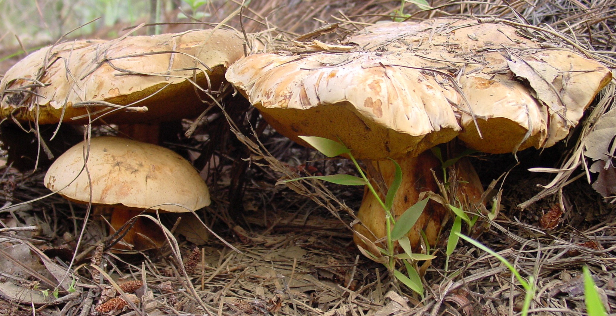 Fungus ne2