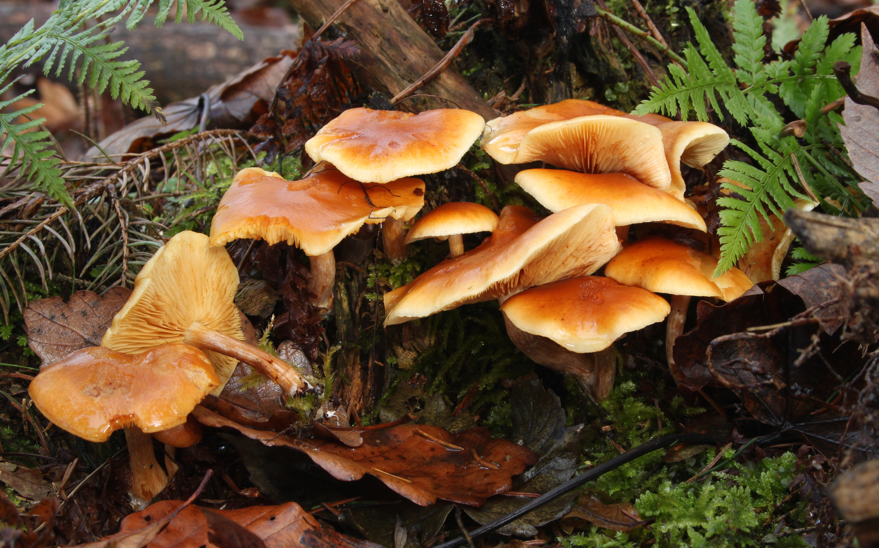 Geflecktblättrige Flämmling Gemeine Flämmling Gymnopilus penetrans