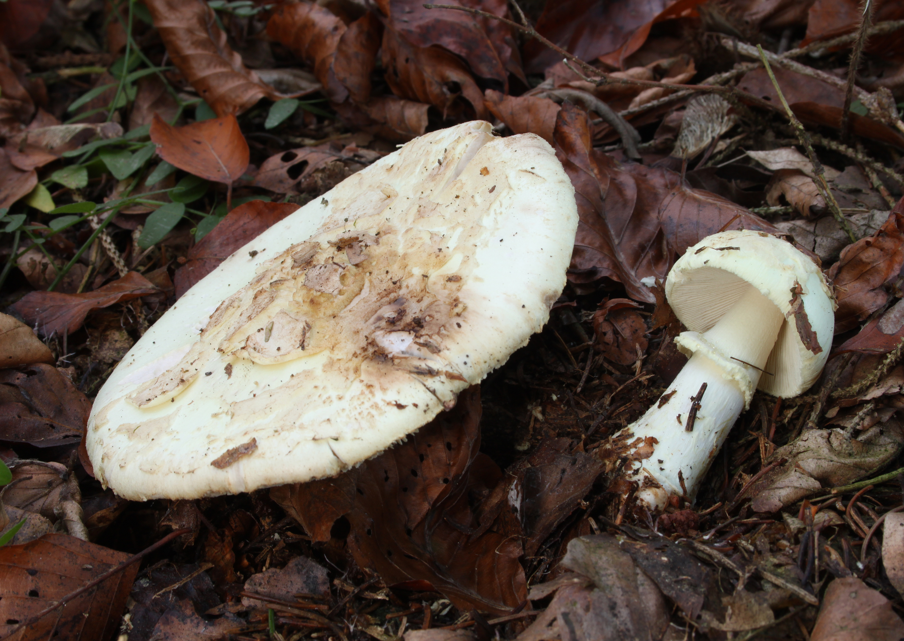 Gelber Knollenblätterpilz Amanita citrina