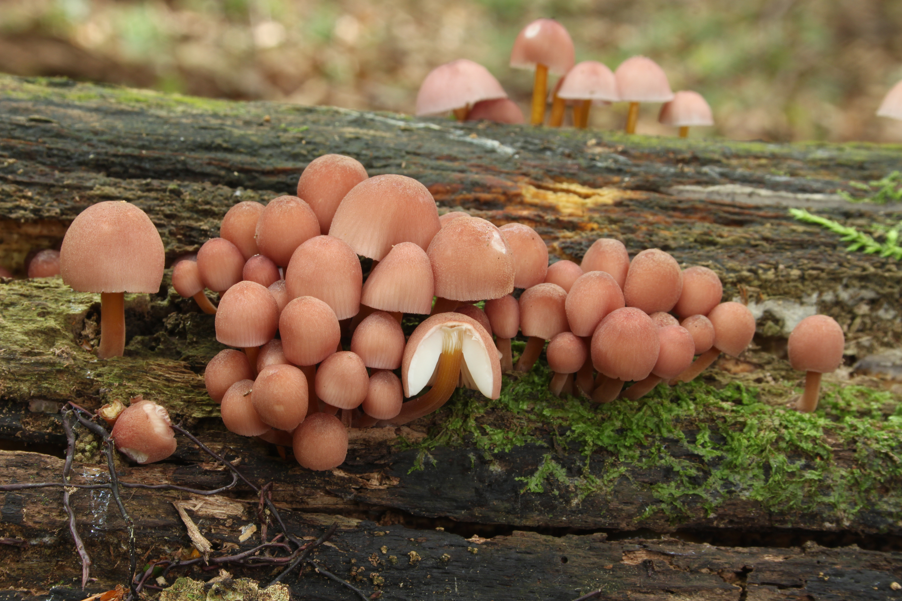 Gelbstieliger Nitrathelmling Mycena renati