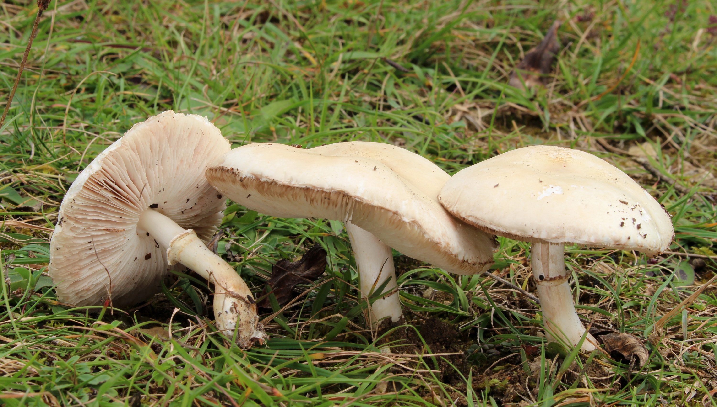 Gemeine Egerlingsschirmling Leucoagaricus leucothites