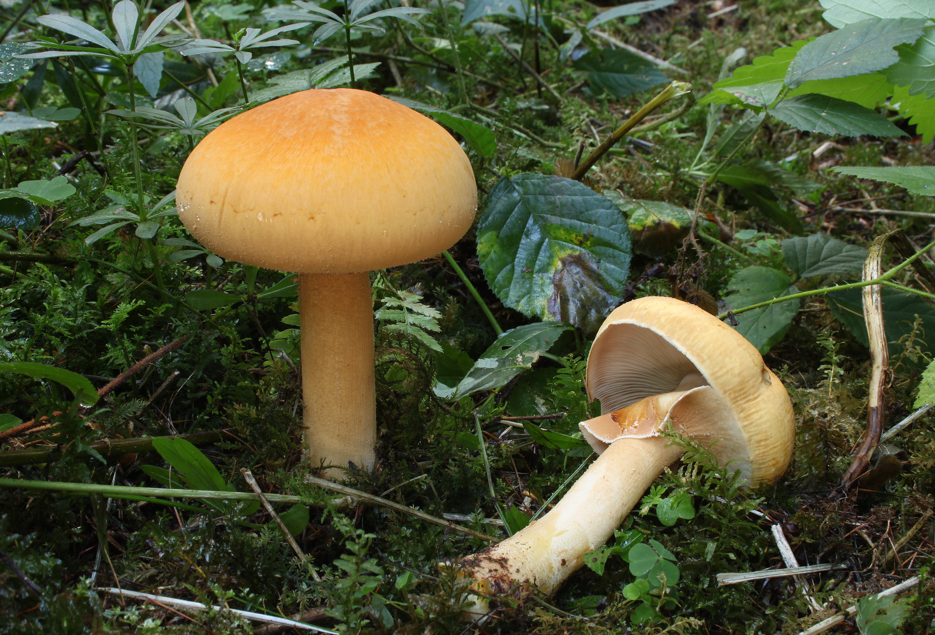 Gemeine Glimmerschüppling Phaeolepiota aurea