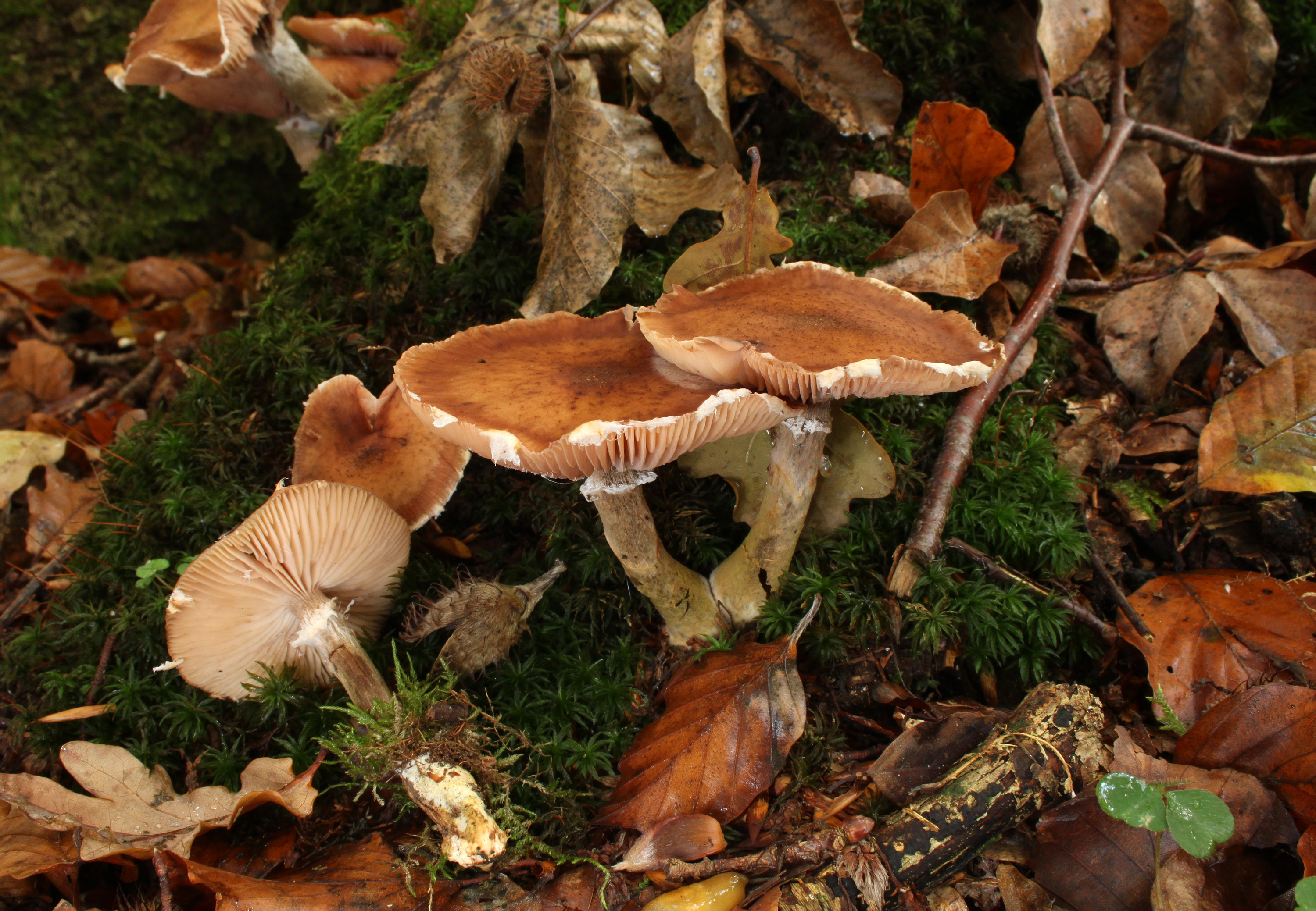 Gemeine Hallimasch Armillaria ostoyae