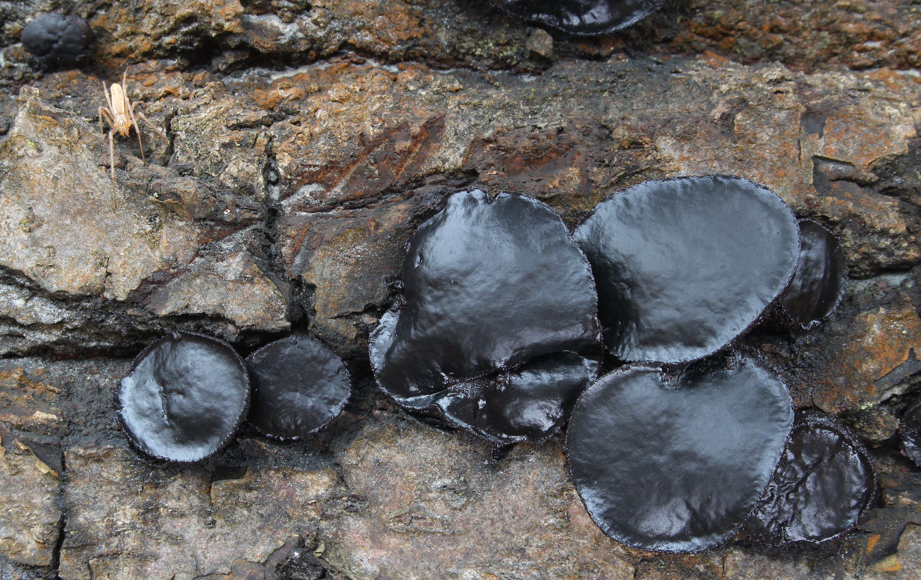 Gemeine Schmutzbecherling Bulgaria inquinans