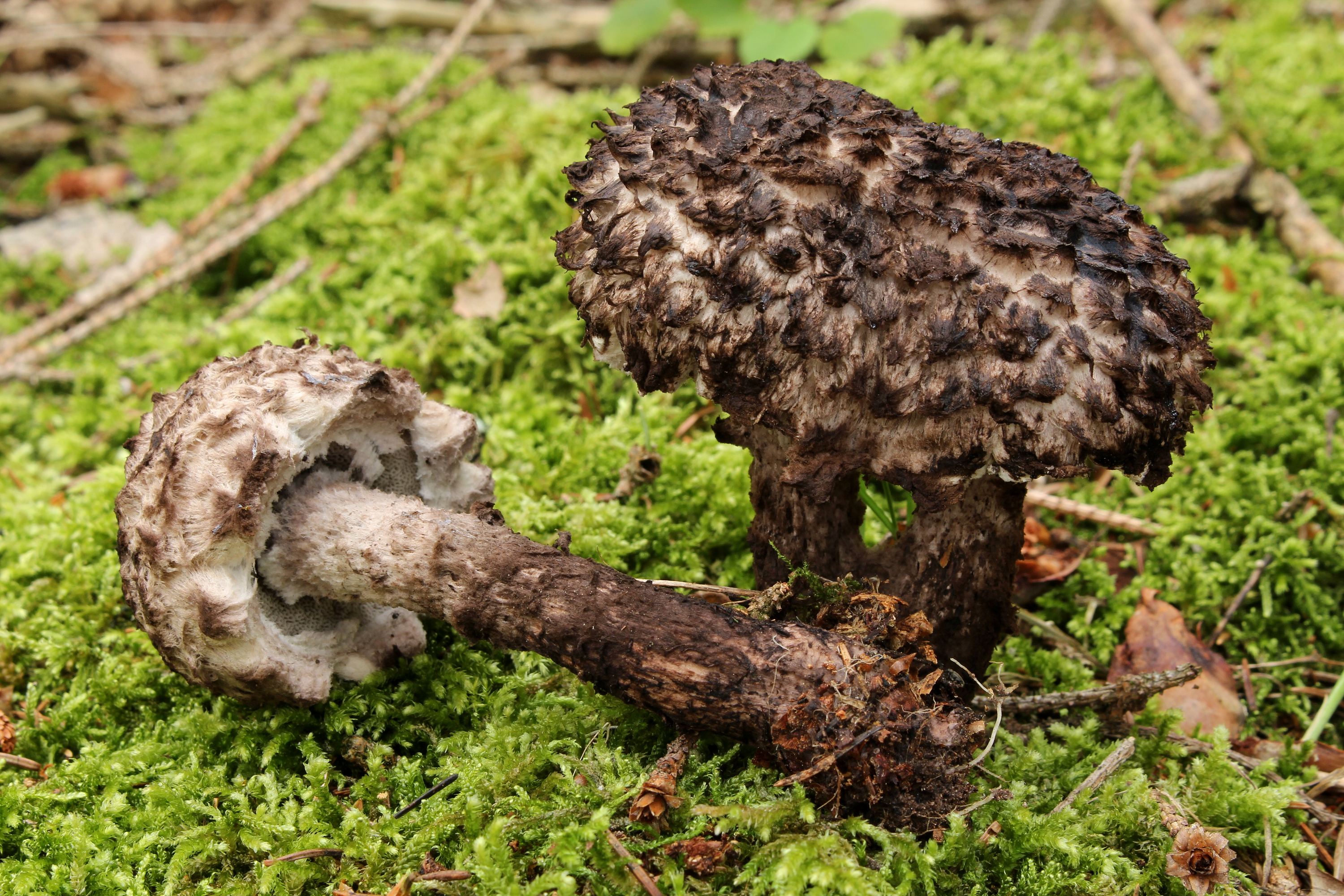 Gemeine Strubbelkopfröhrling Strobilomyces strobilaceus