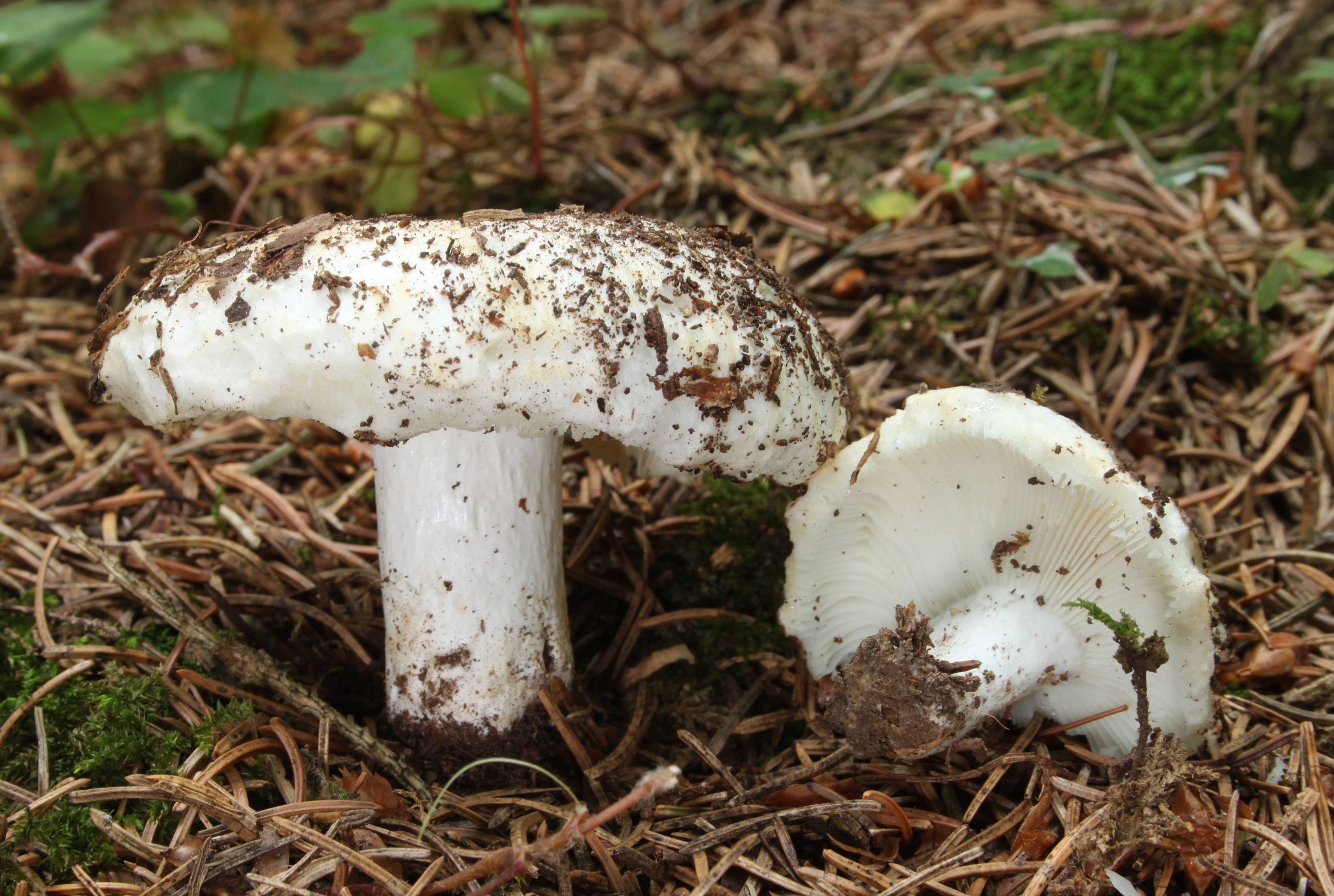 Gemeine Weiß-Täubling Russula delica