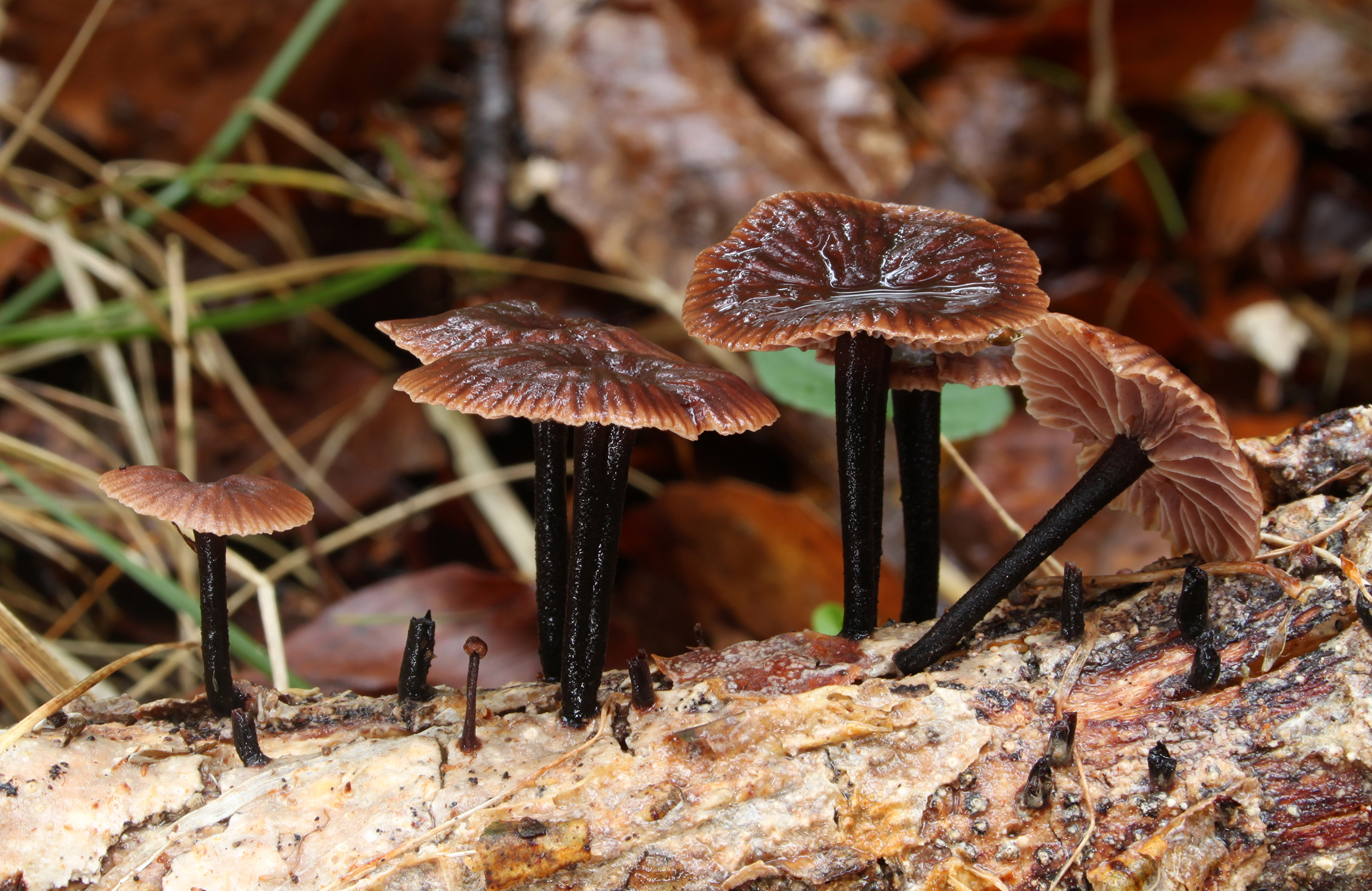 Gemeiner Stinkschwindling Gymnopus foetidus
