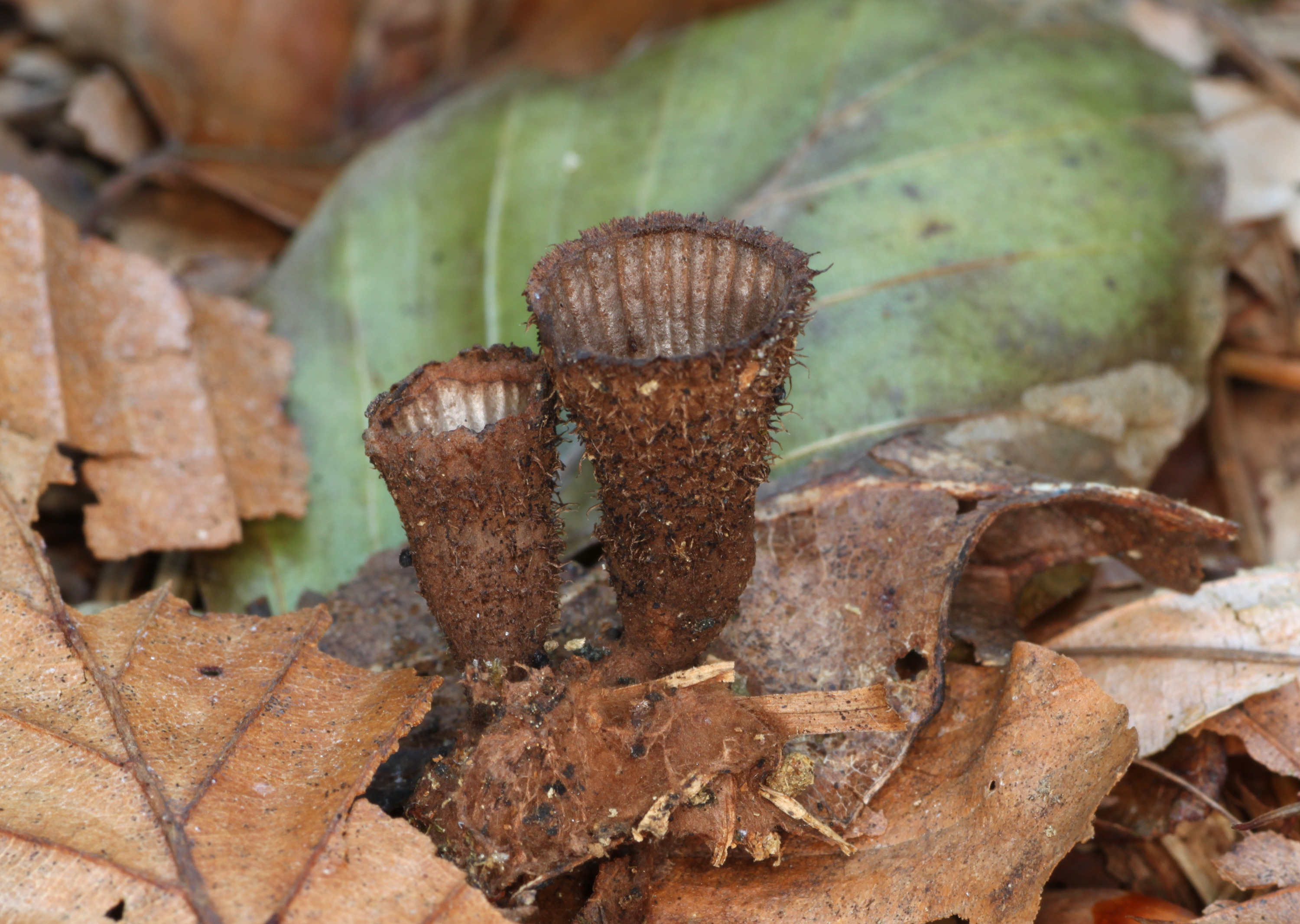 Gestreifte-Teuerling-Cyathus-striatus