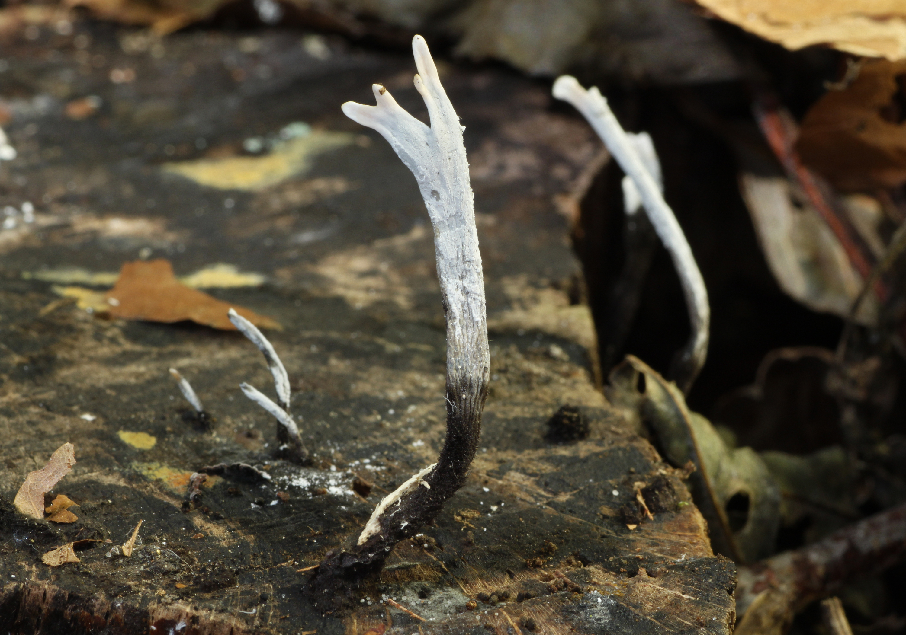 Geweihförmige-Holzkeule-Xylaria-hypoxylon