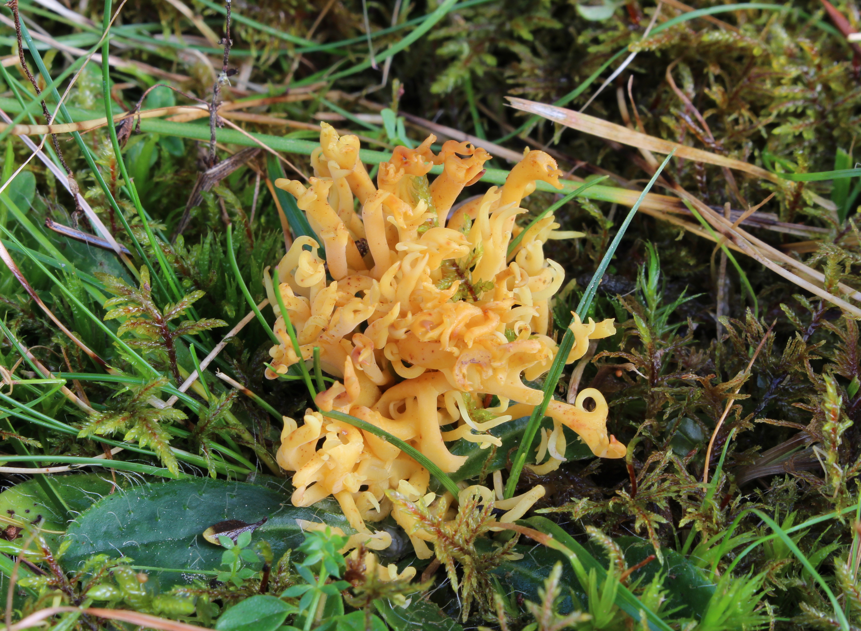 Geweihförmige Wiesenkoralle Clavulinopsis corniculata
