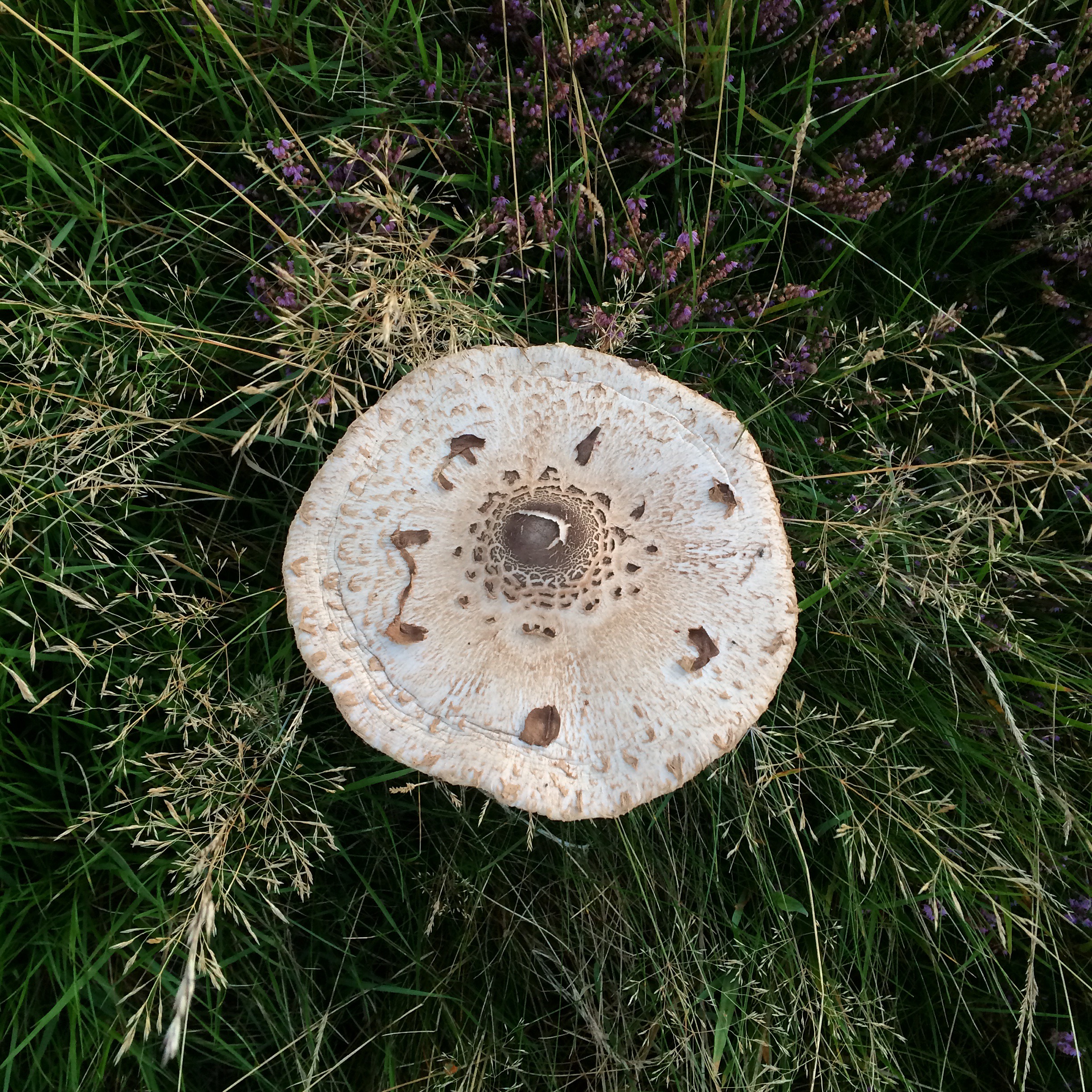 Glawlen y Bwgan (Macrolepiota procera)