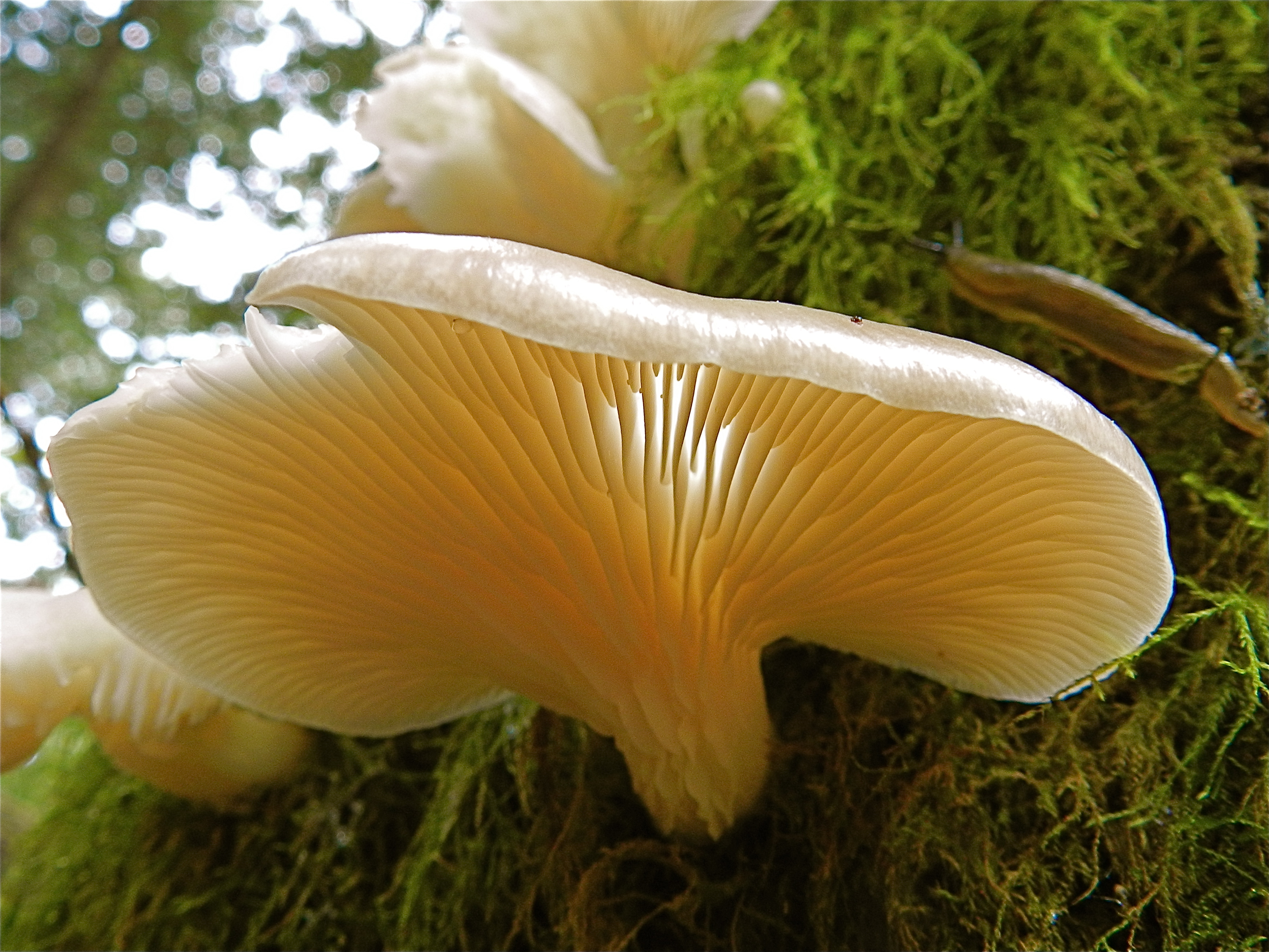 Glowing gills (5792182908)