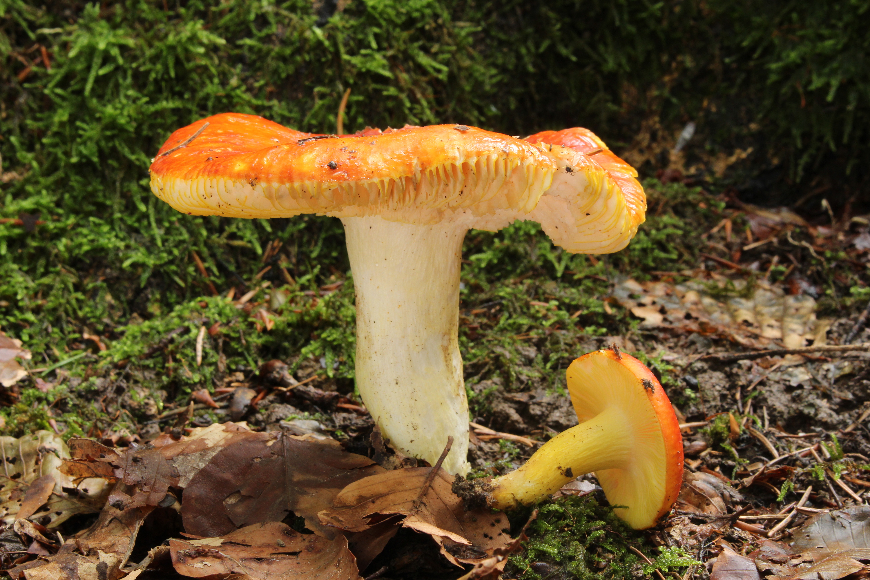 Gold-Täubling Russula aurea