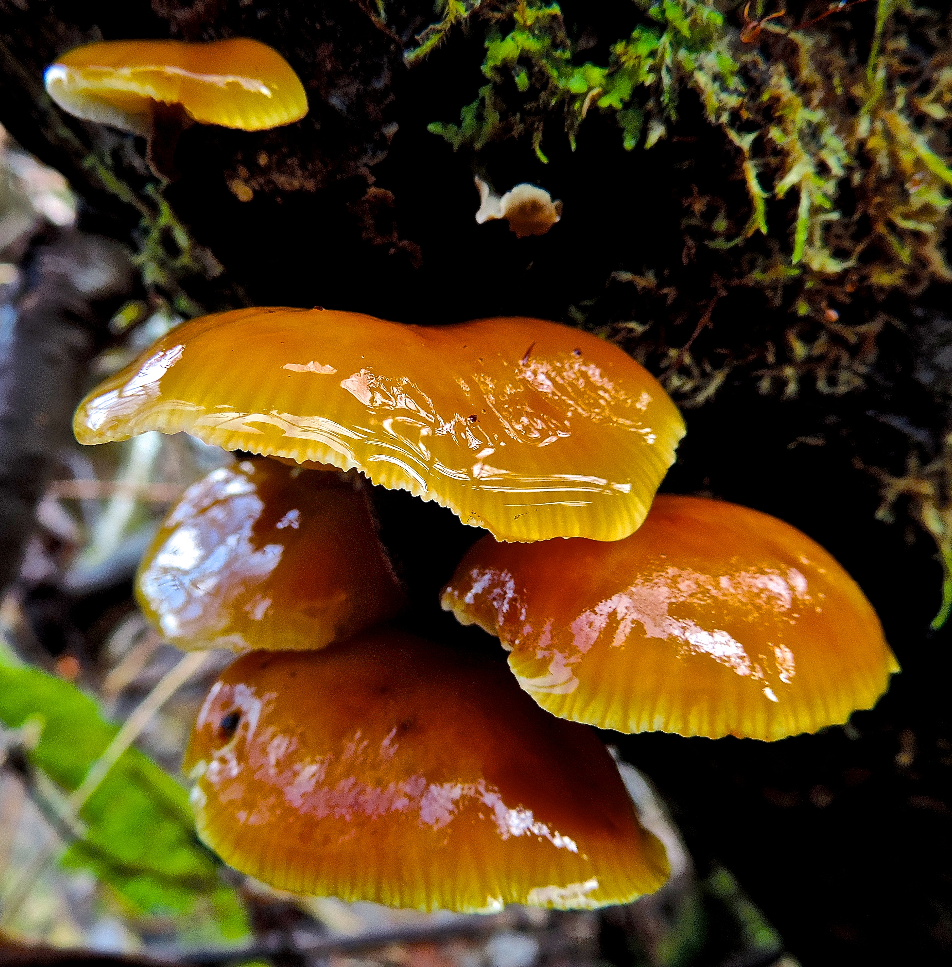 Golden-glass mushrooms (16373983436)