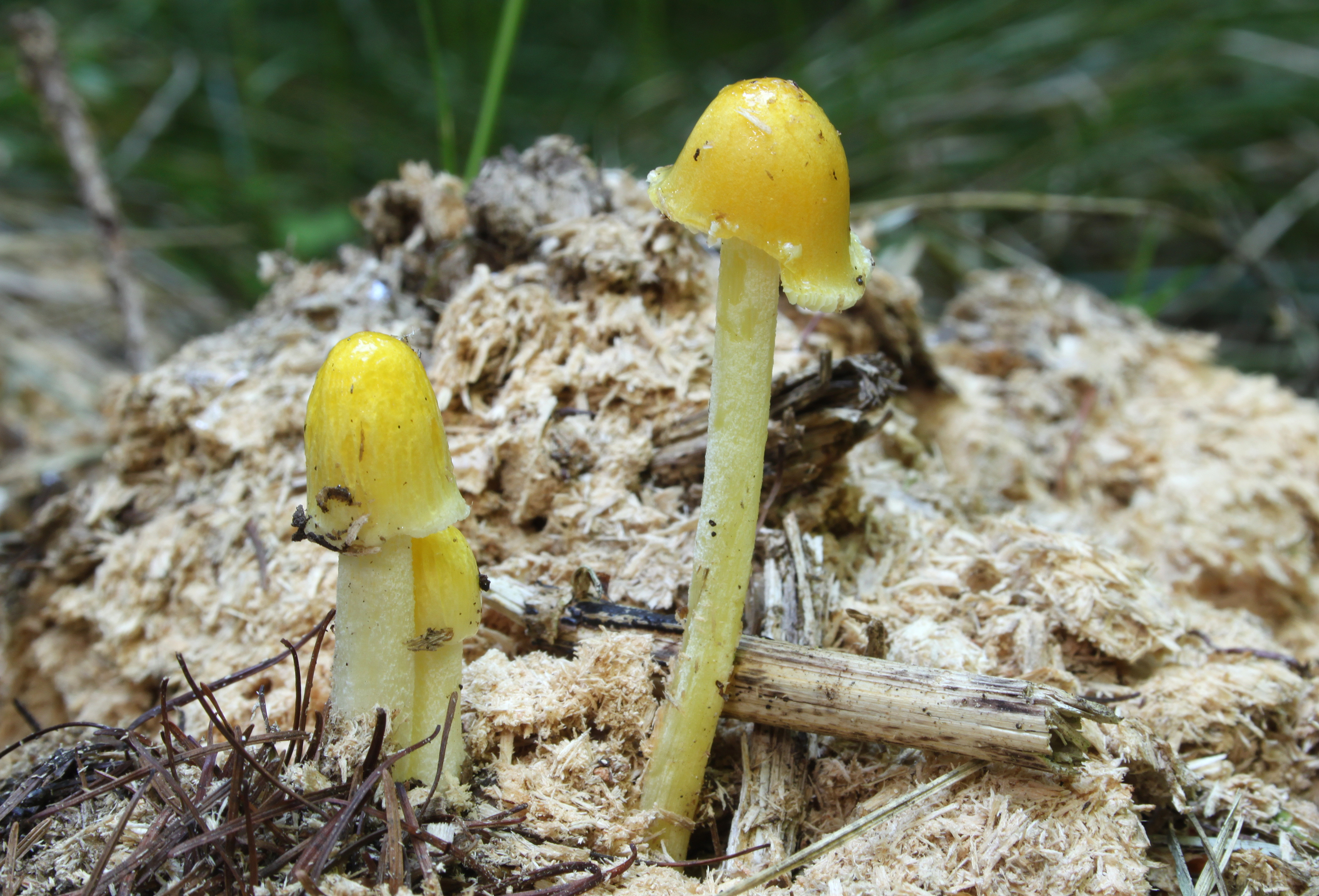 Goldmistpilz Bolbitius titubans
