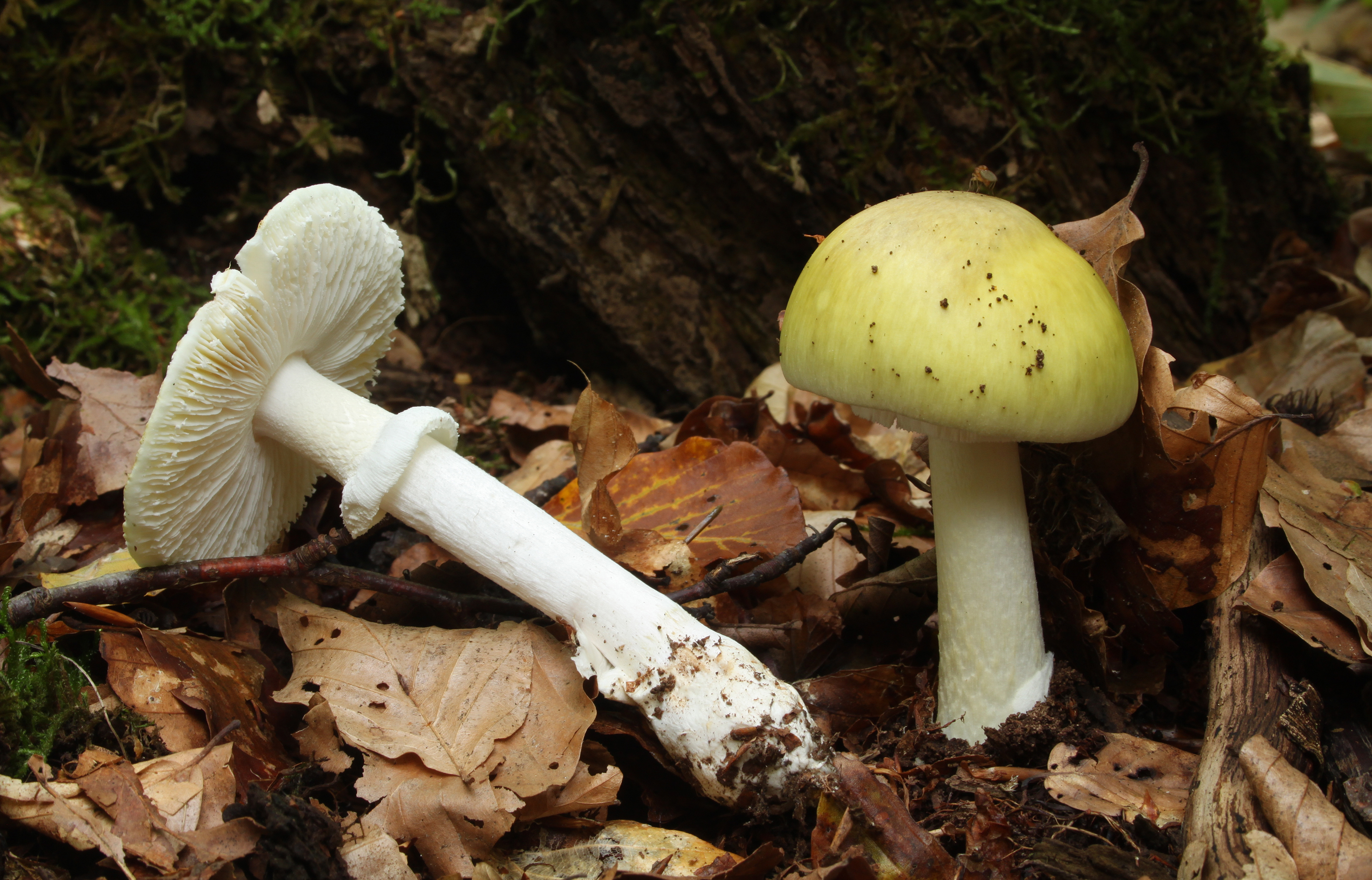Grüner Knollenblätterpilz Amanita phalloides