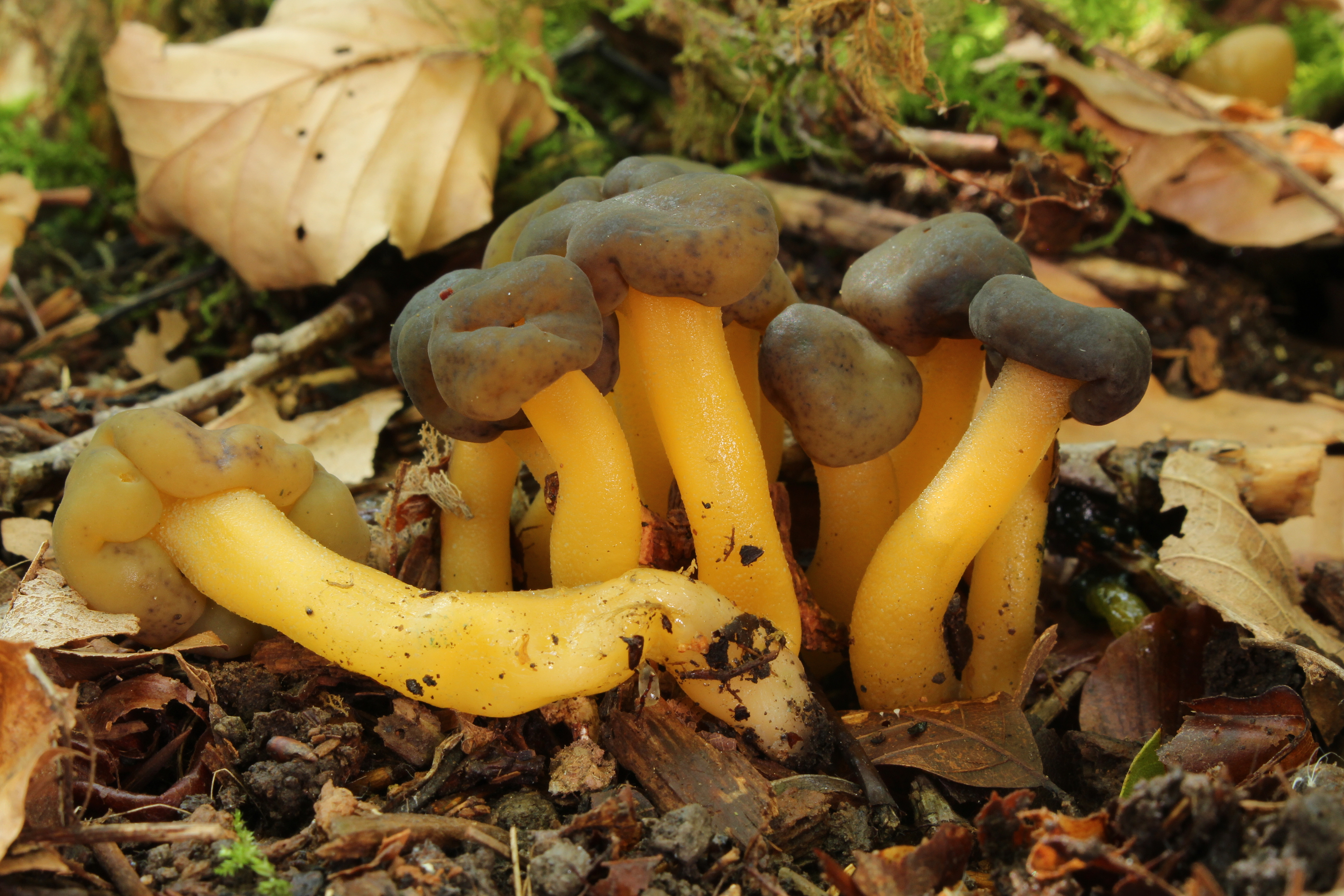 Grüngelbes Gallertkäppchen Leotia lubrica