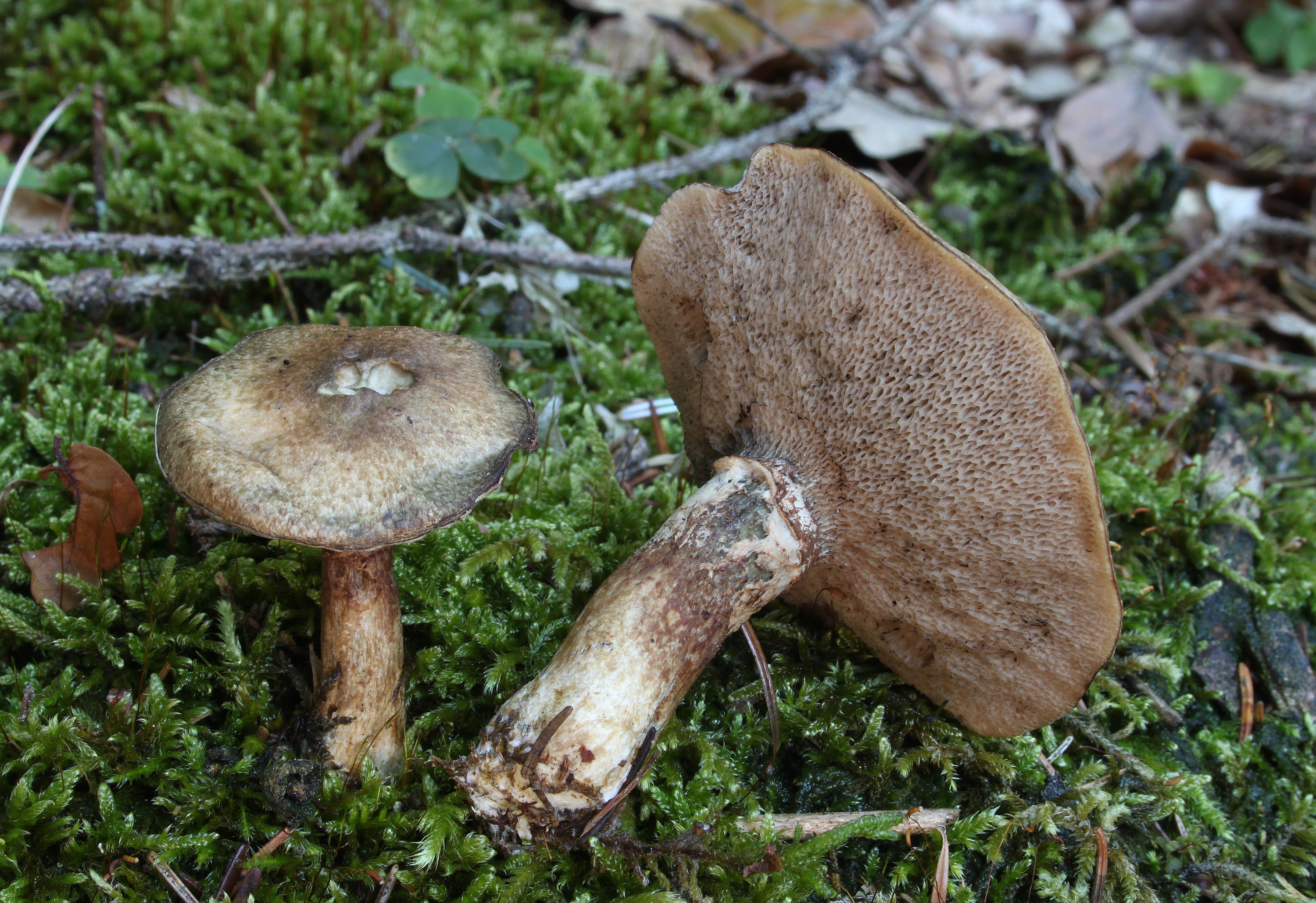 Grauer Lärchen-Röhrling Suillus viscidus